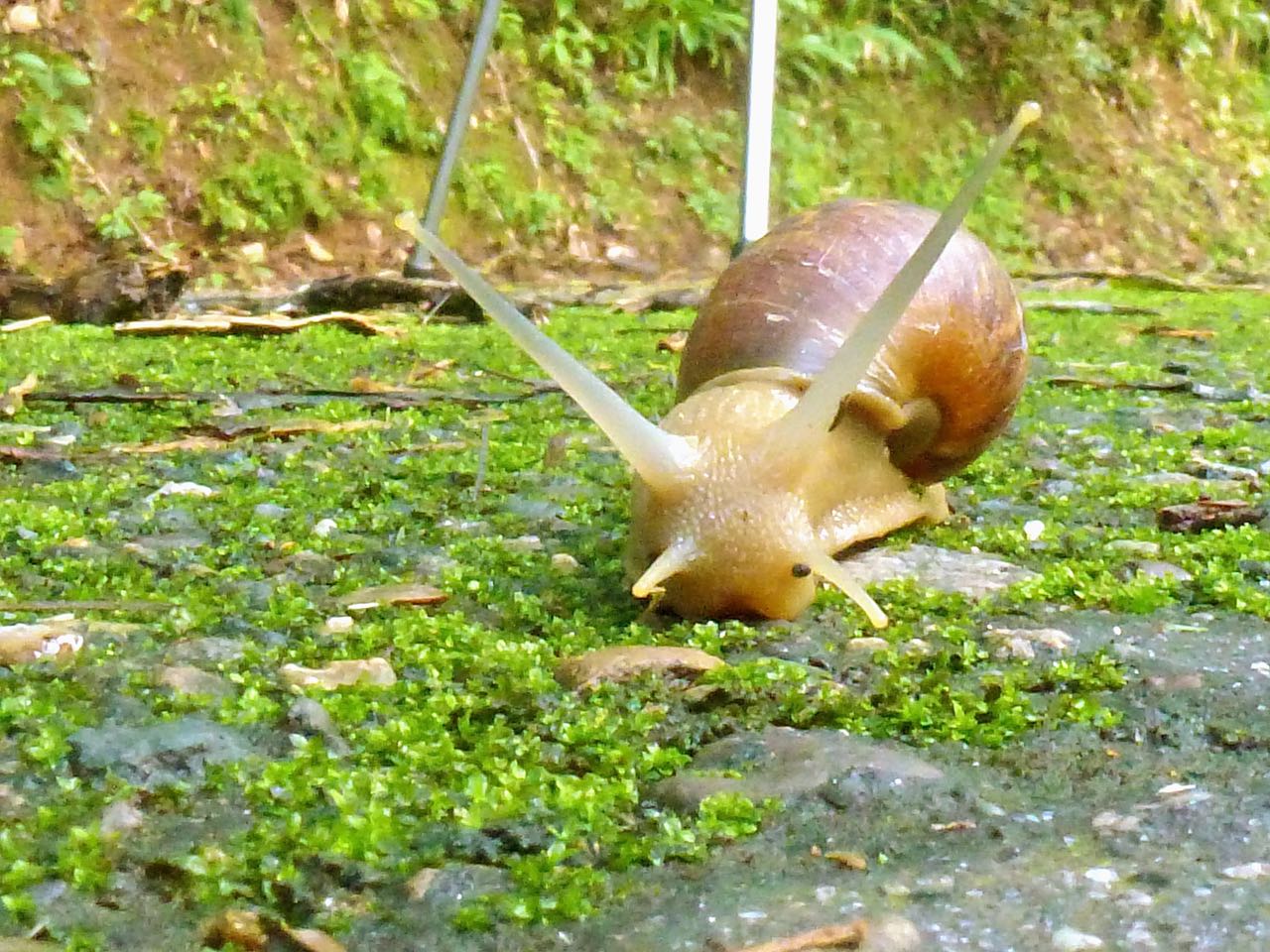 Snail