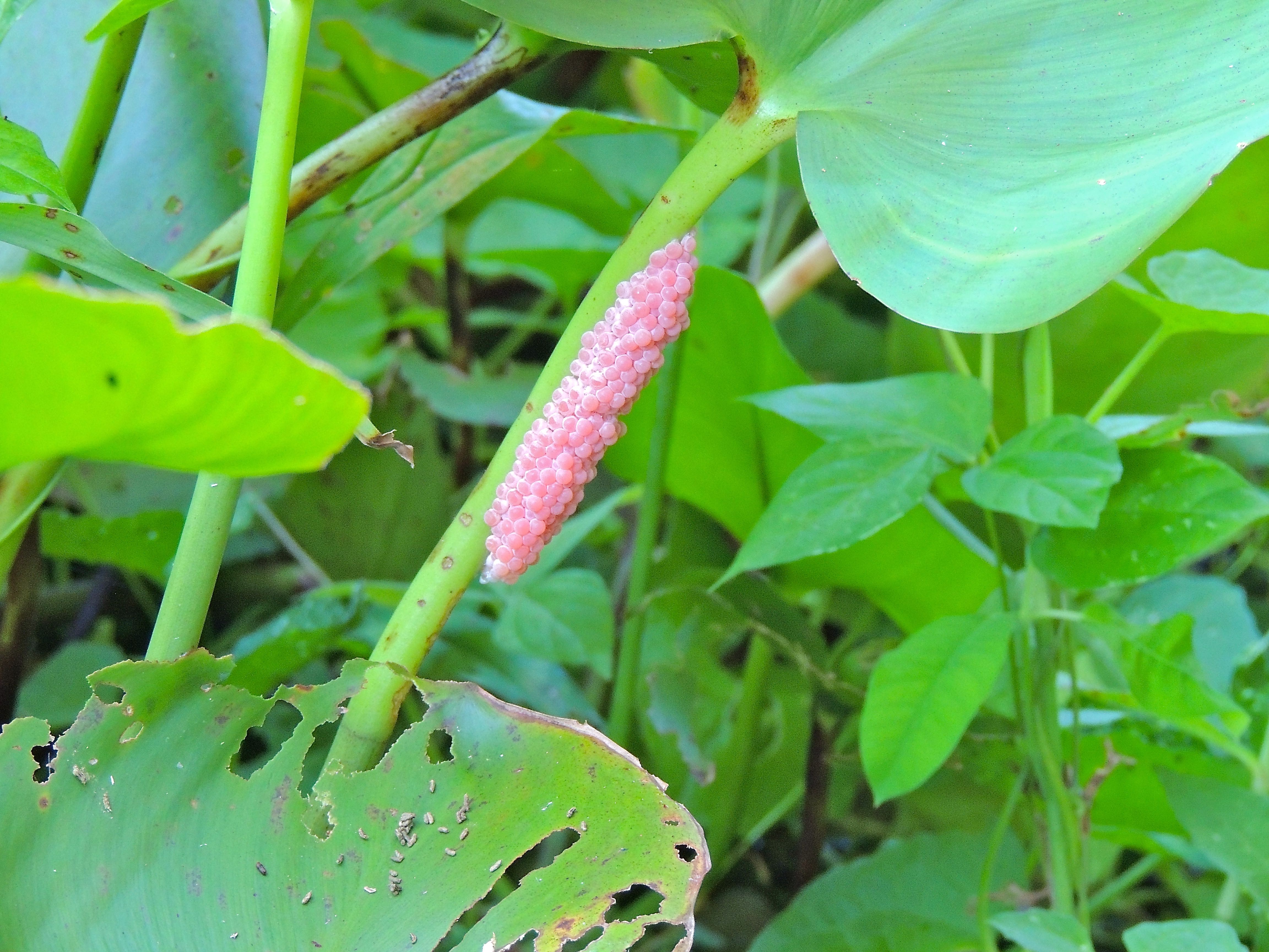 Snail Eggs