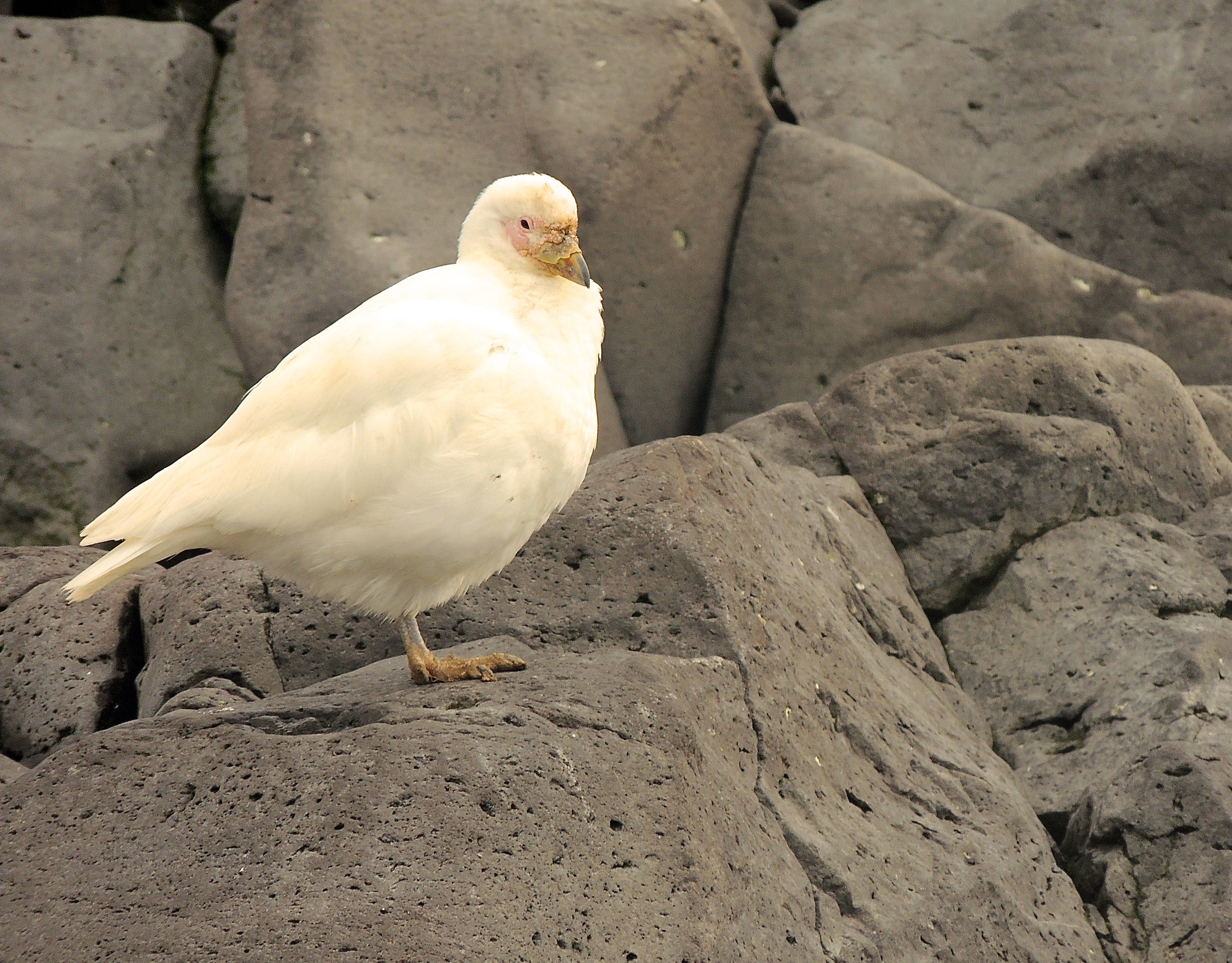 Snowy Sheathbill