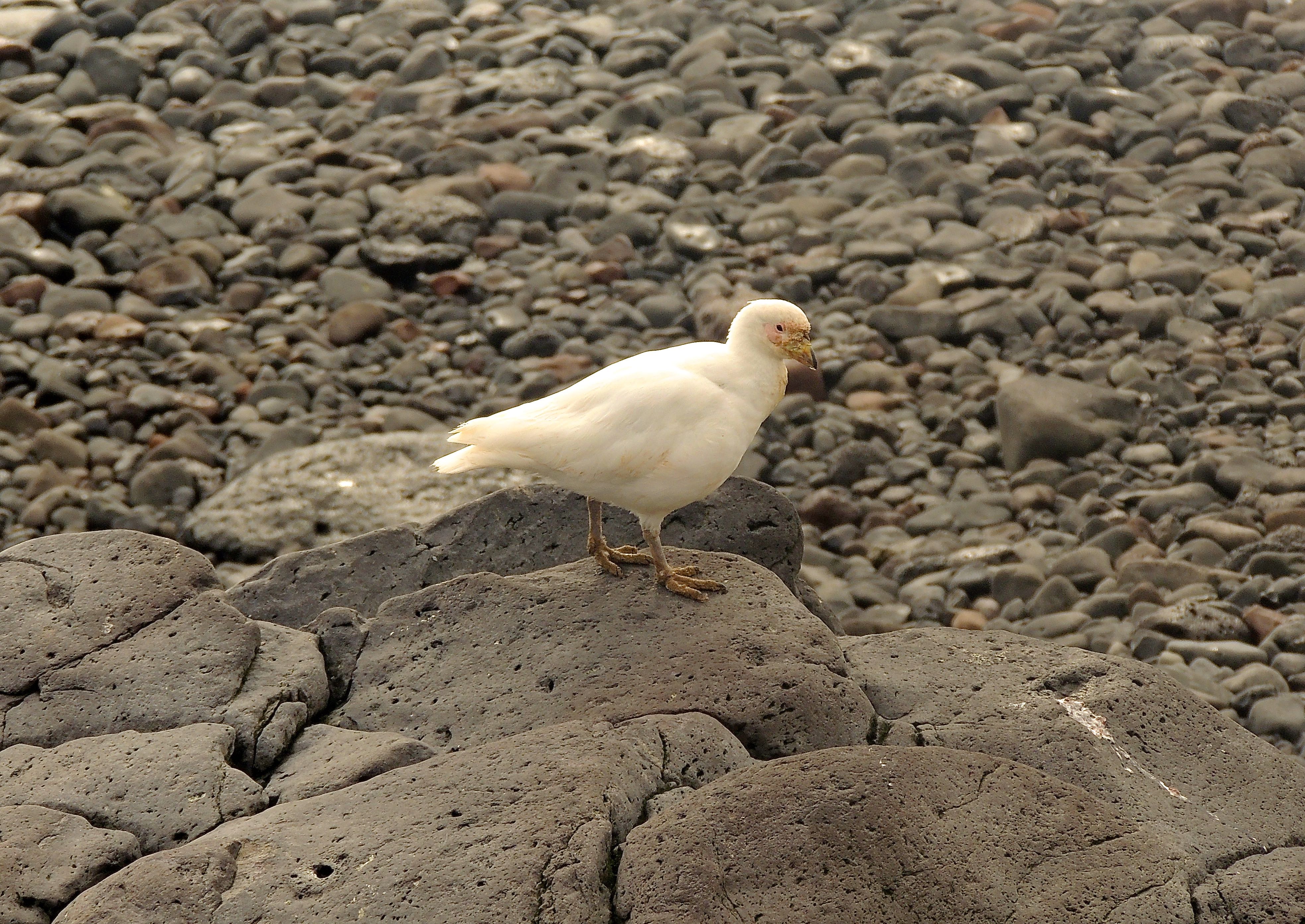 Snowy Sheathbill