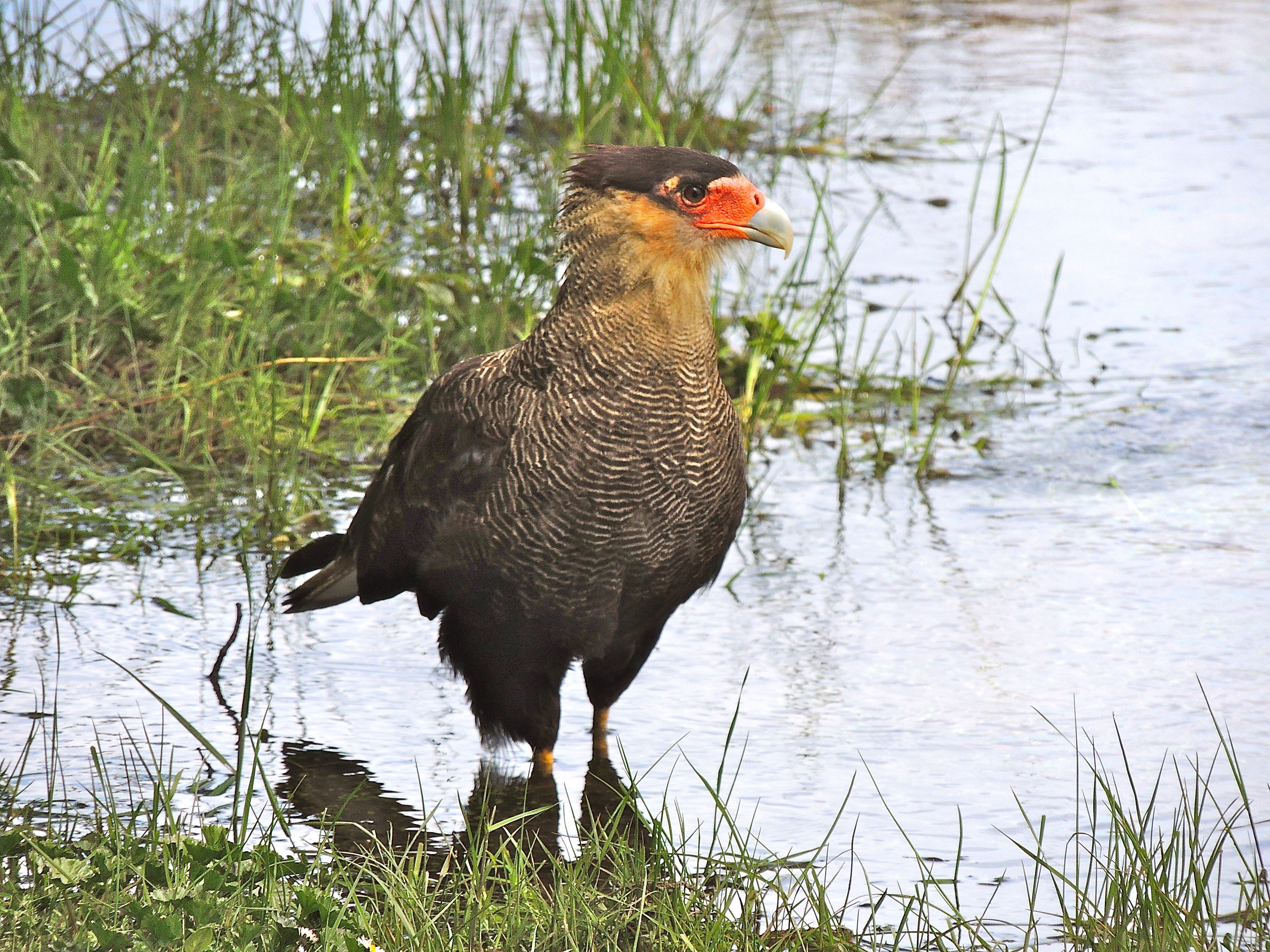 Southern Caracara