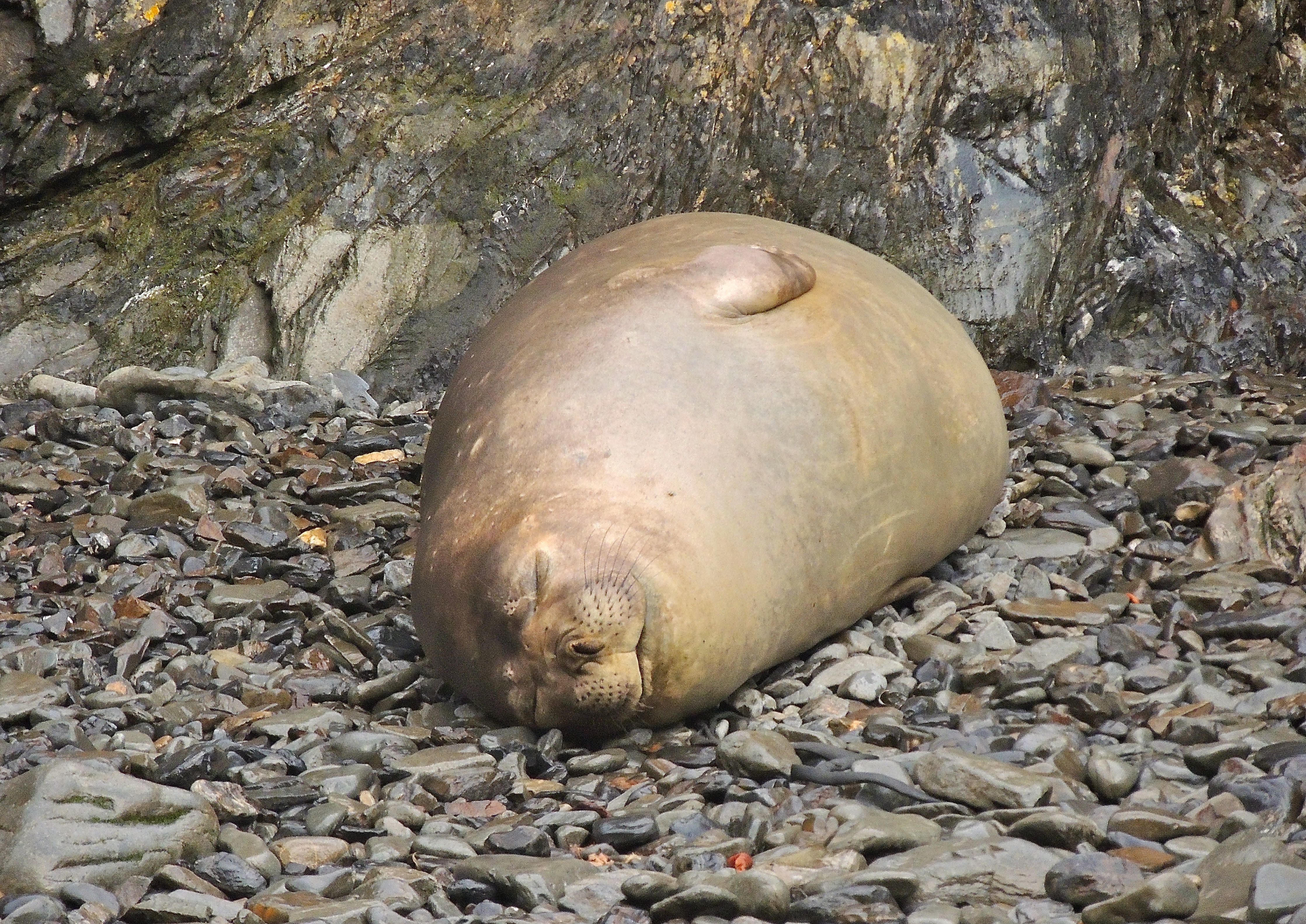 Blubberslug