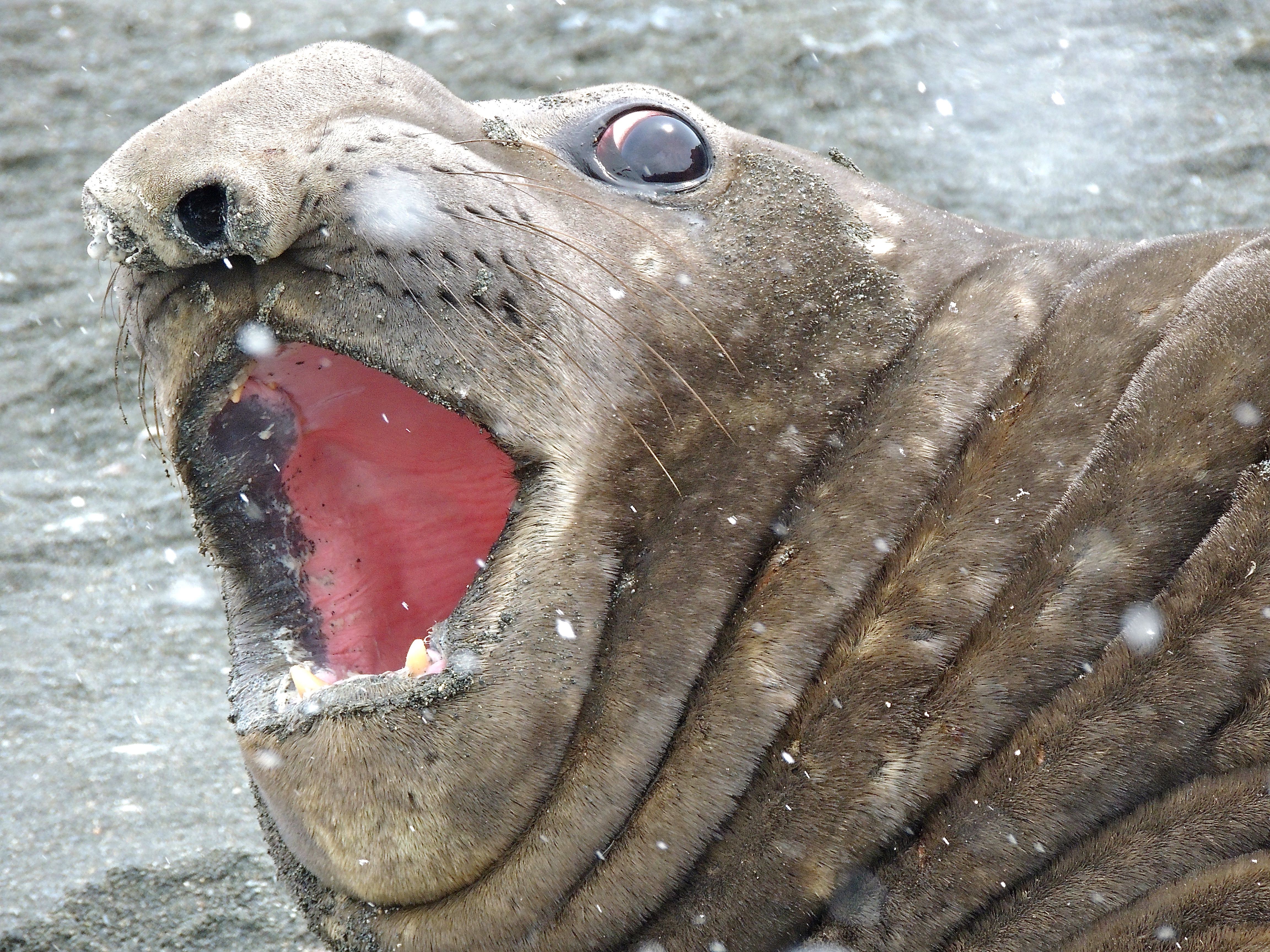 Southern Elephant Seal