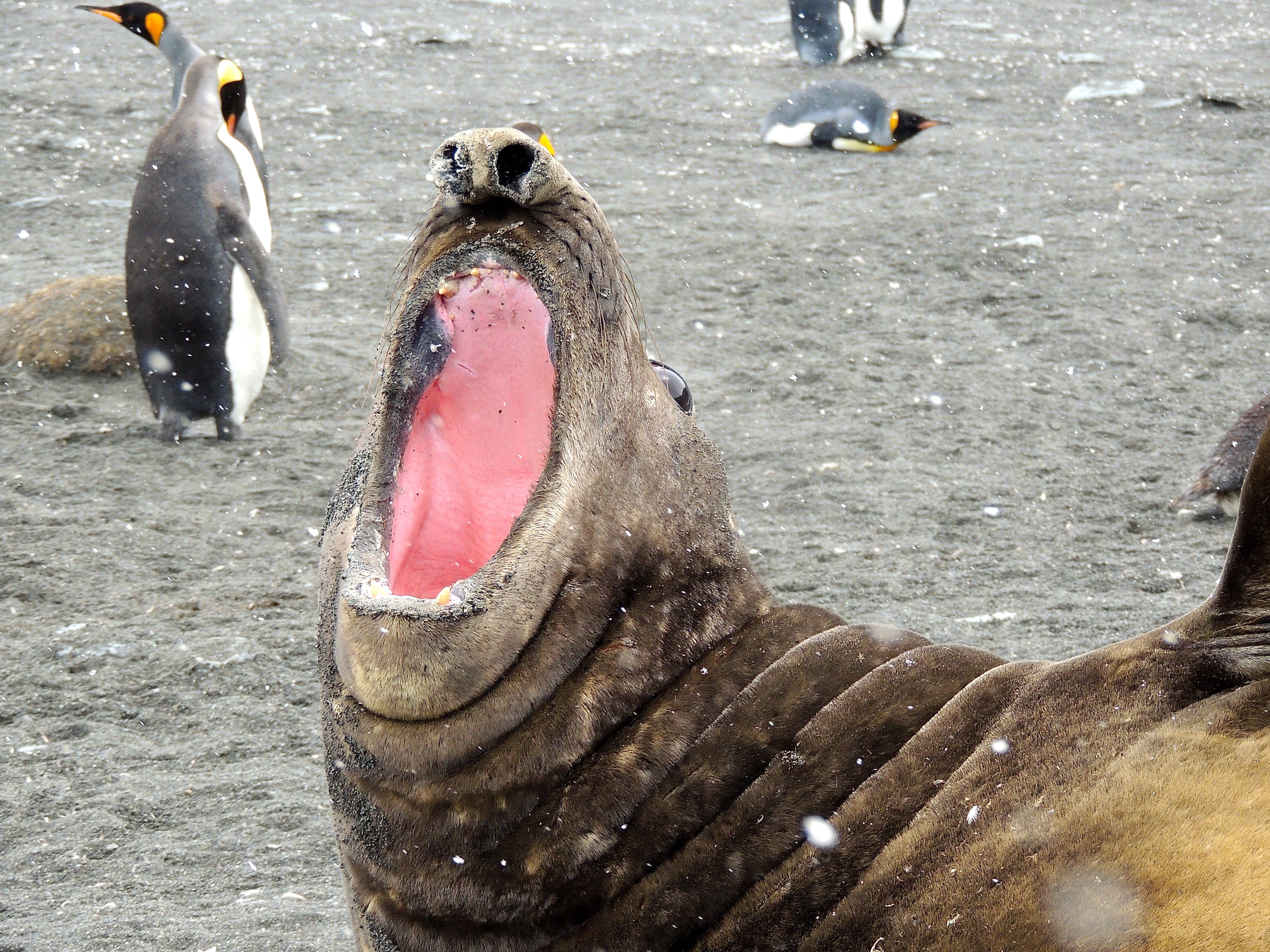 Southern Elephant Seal