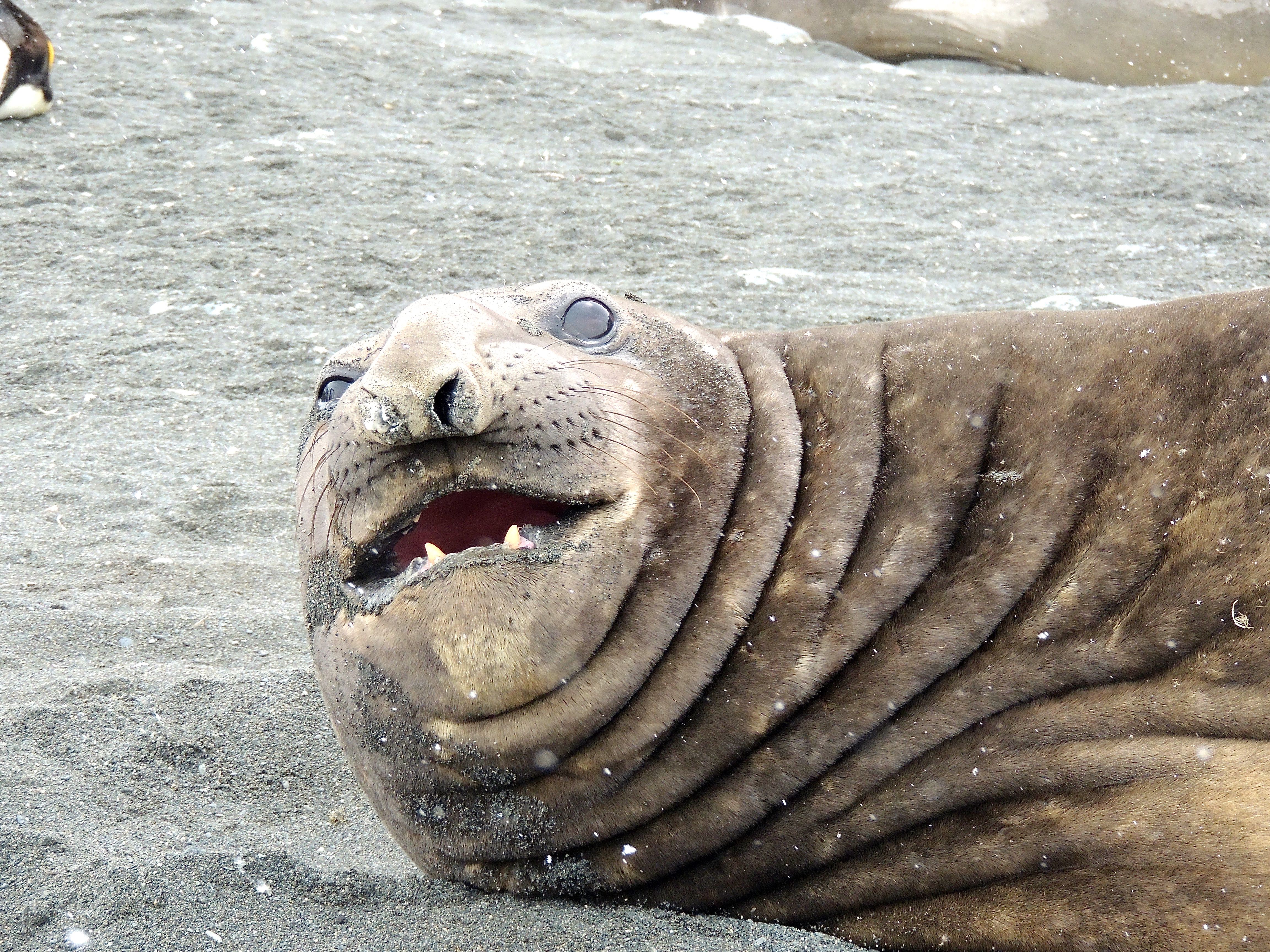 Southern Elephant Seal