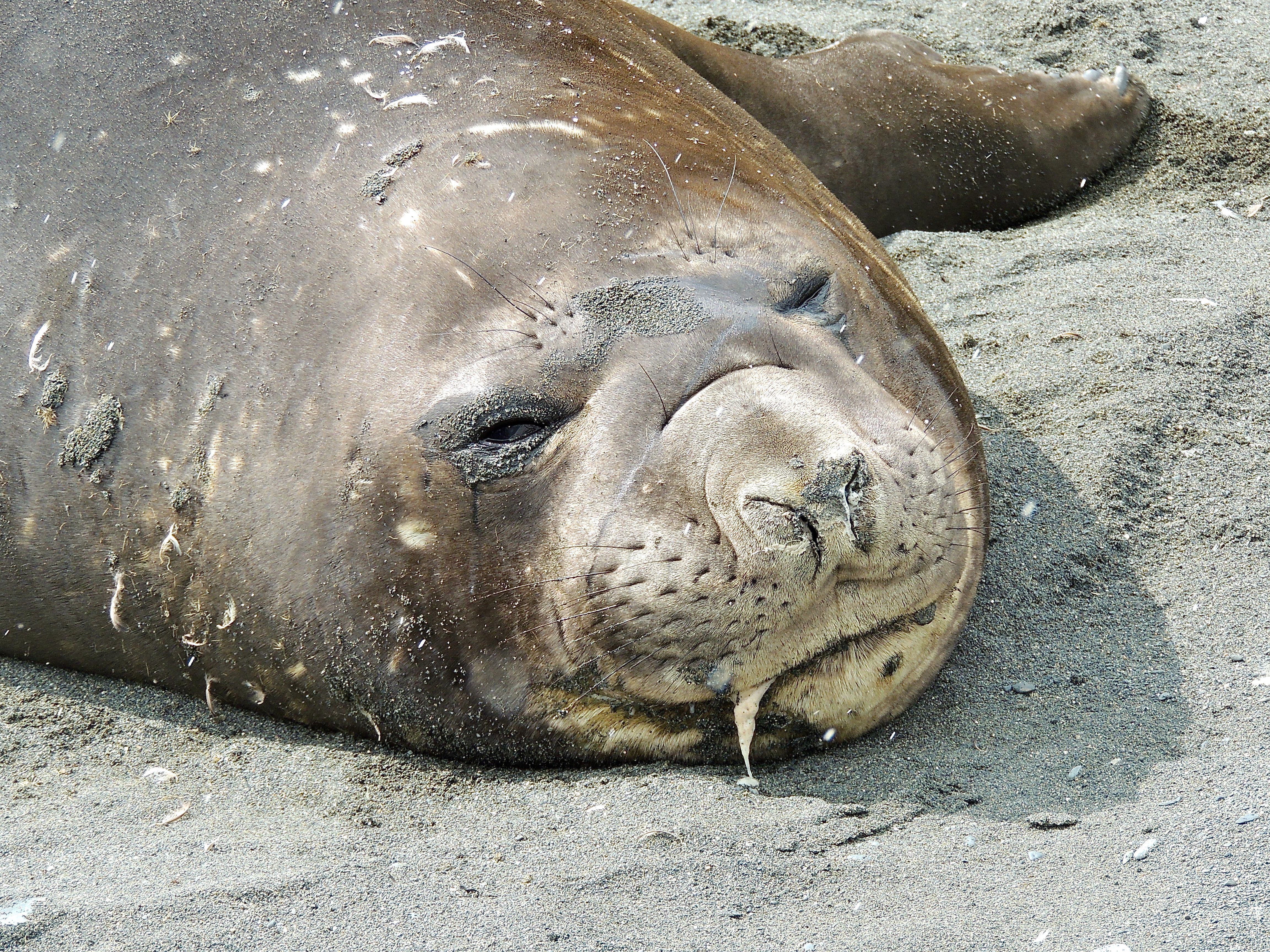 Southern Elephant Seal