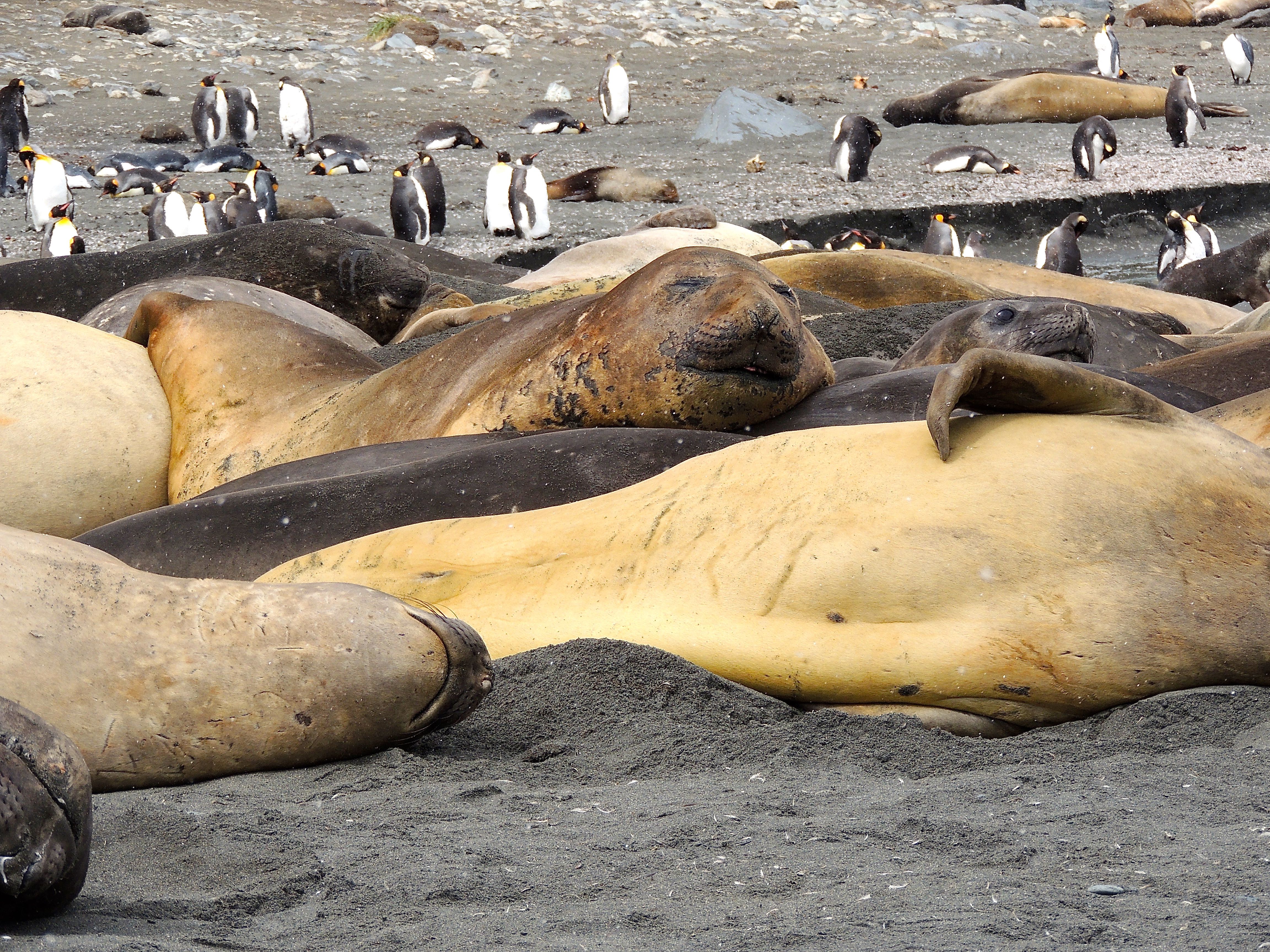 Southern Elephant Seals