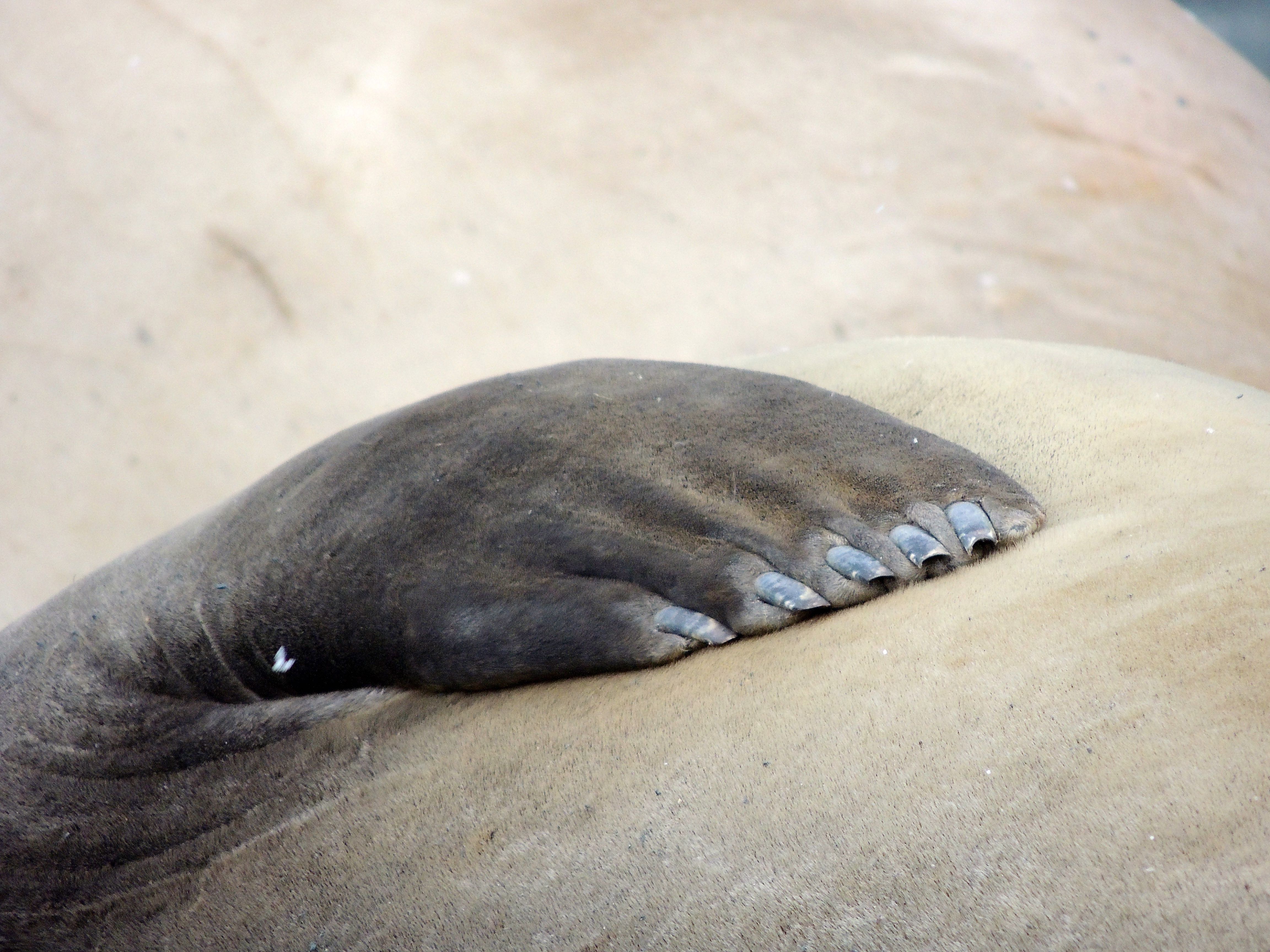 Southern Elephant Seal Nails