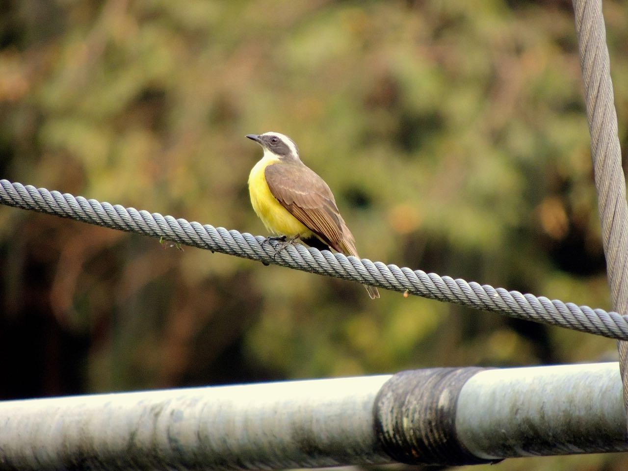 Social Flycatcher