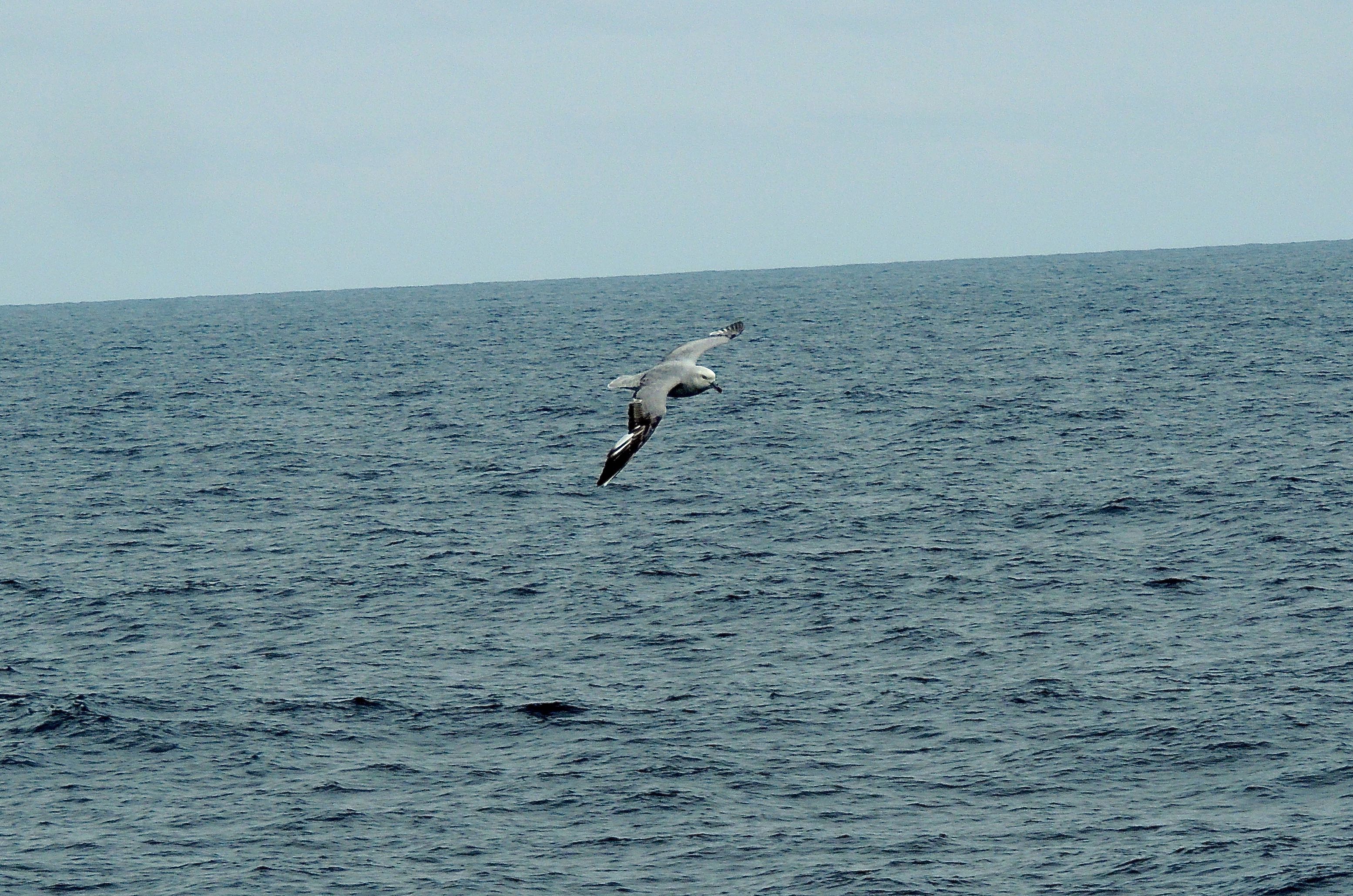 Southern Fulmar