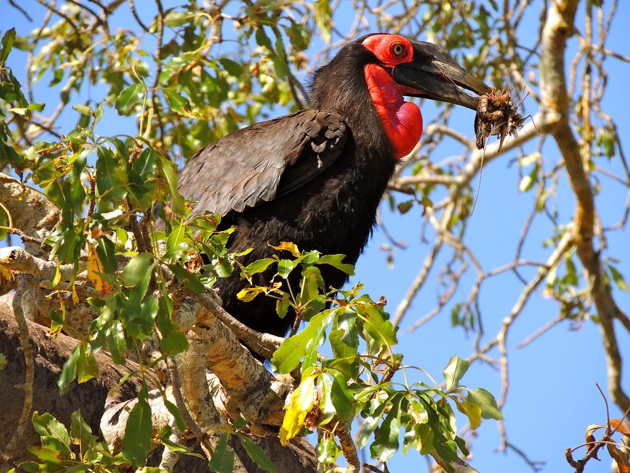 Southern Ground-Hornbill