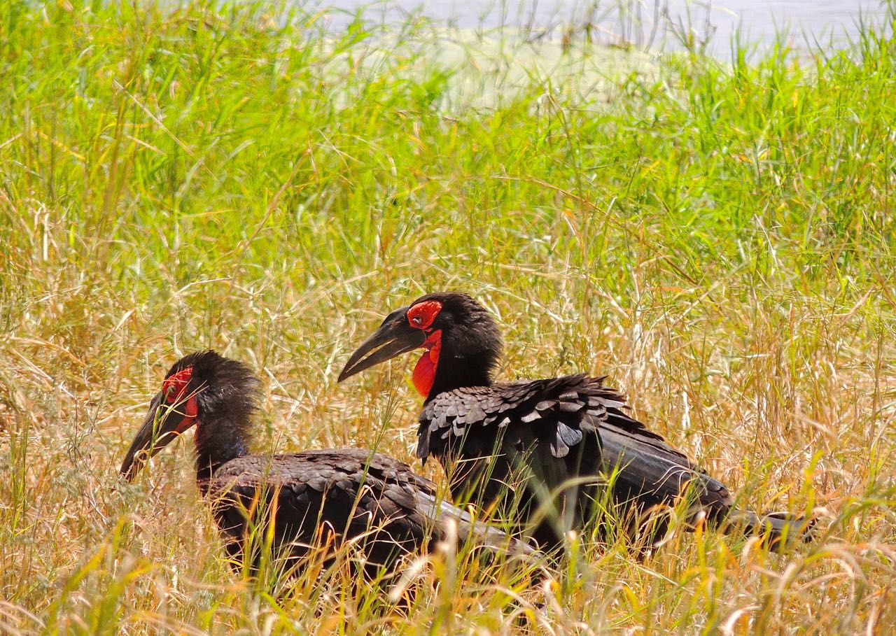 Southern Ground-Hornbills