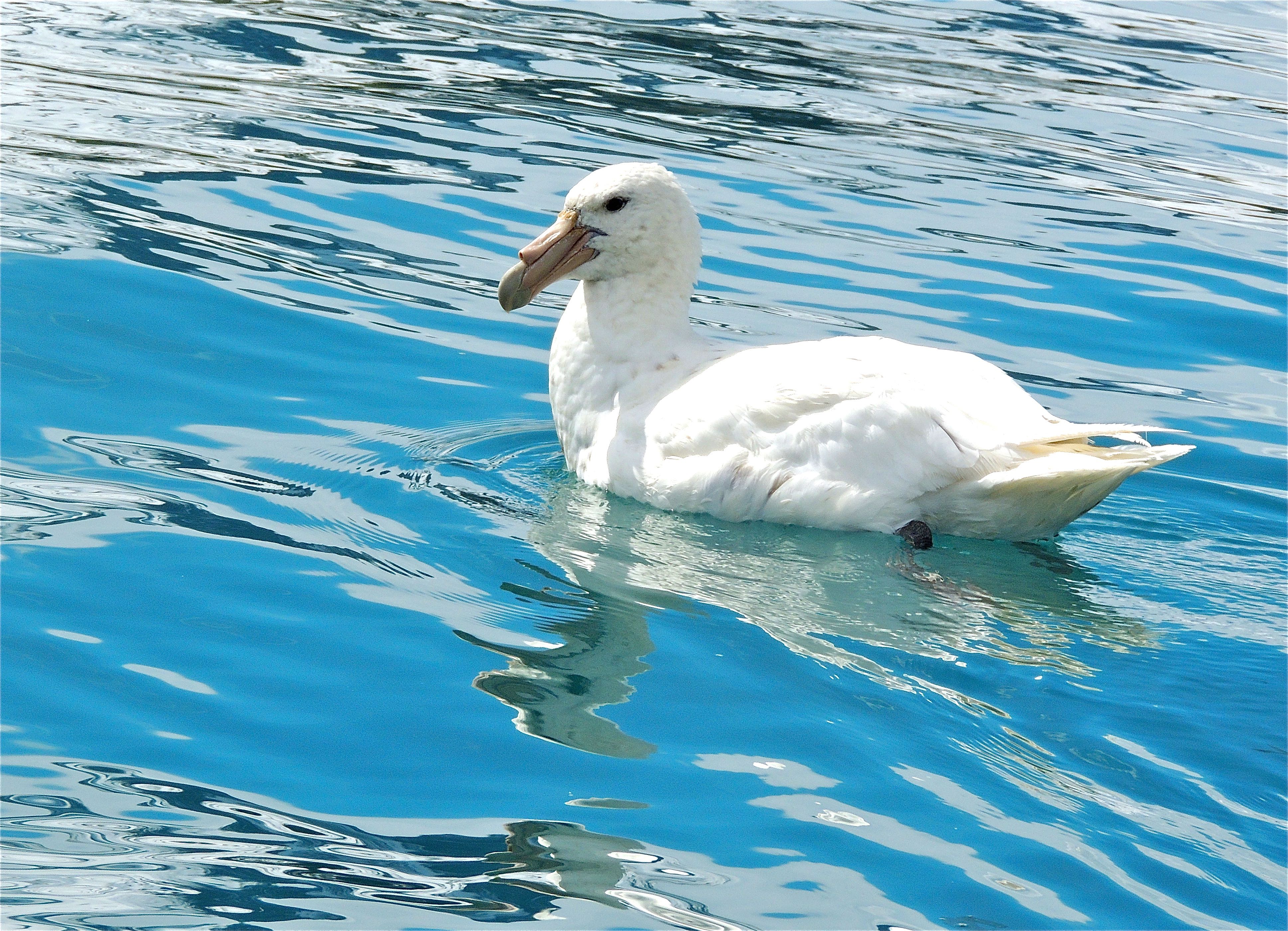 Southern Giant Petrel