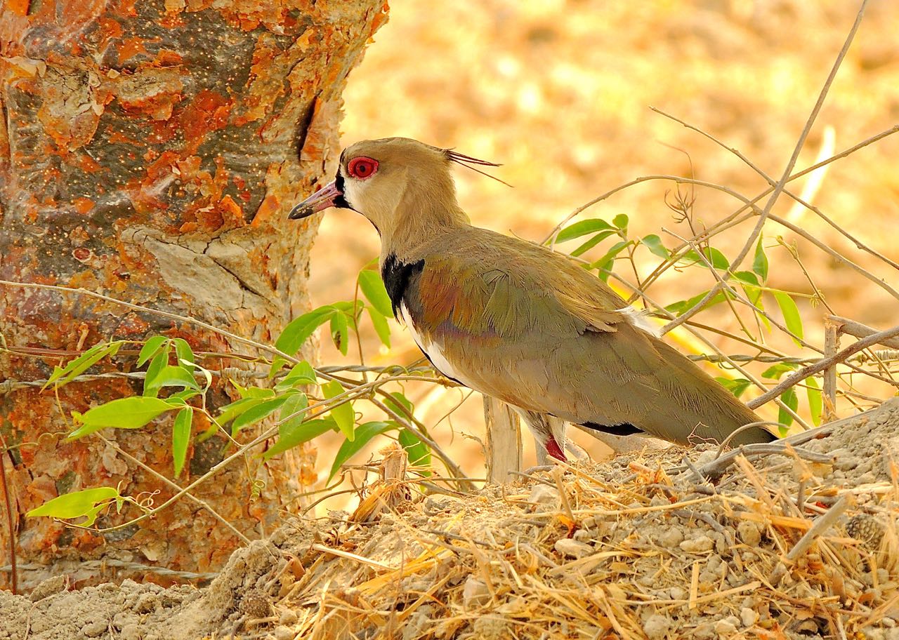 Southern Lapwing