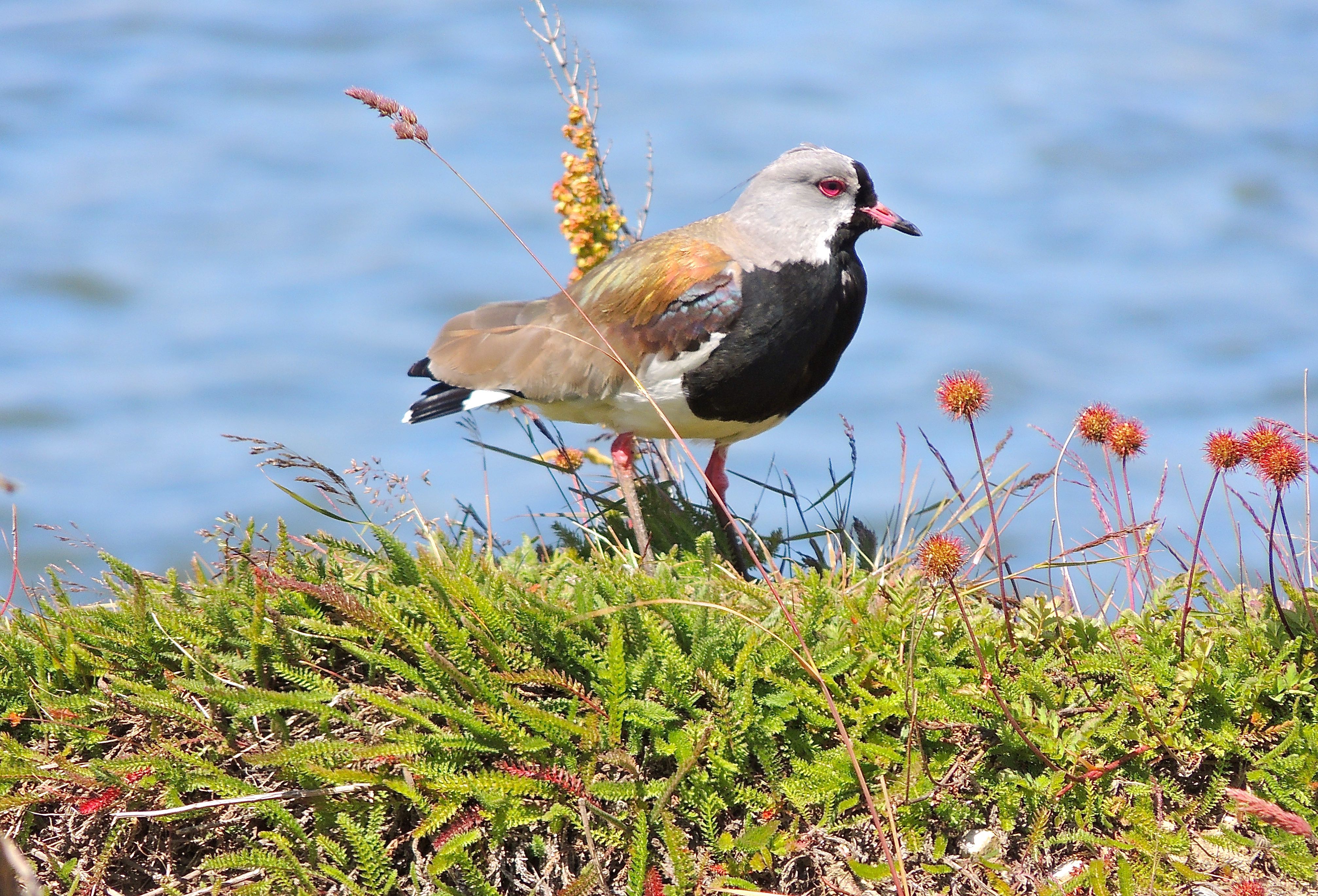 Southern Lapwing