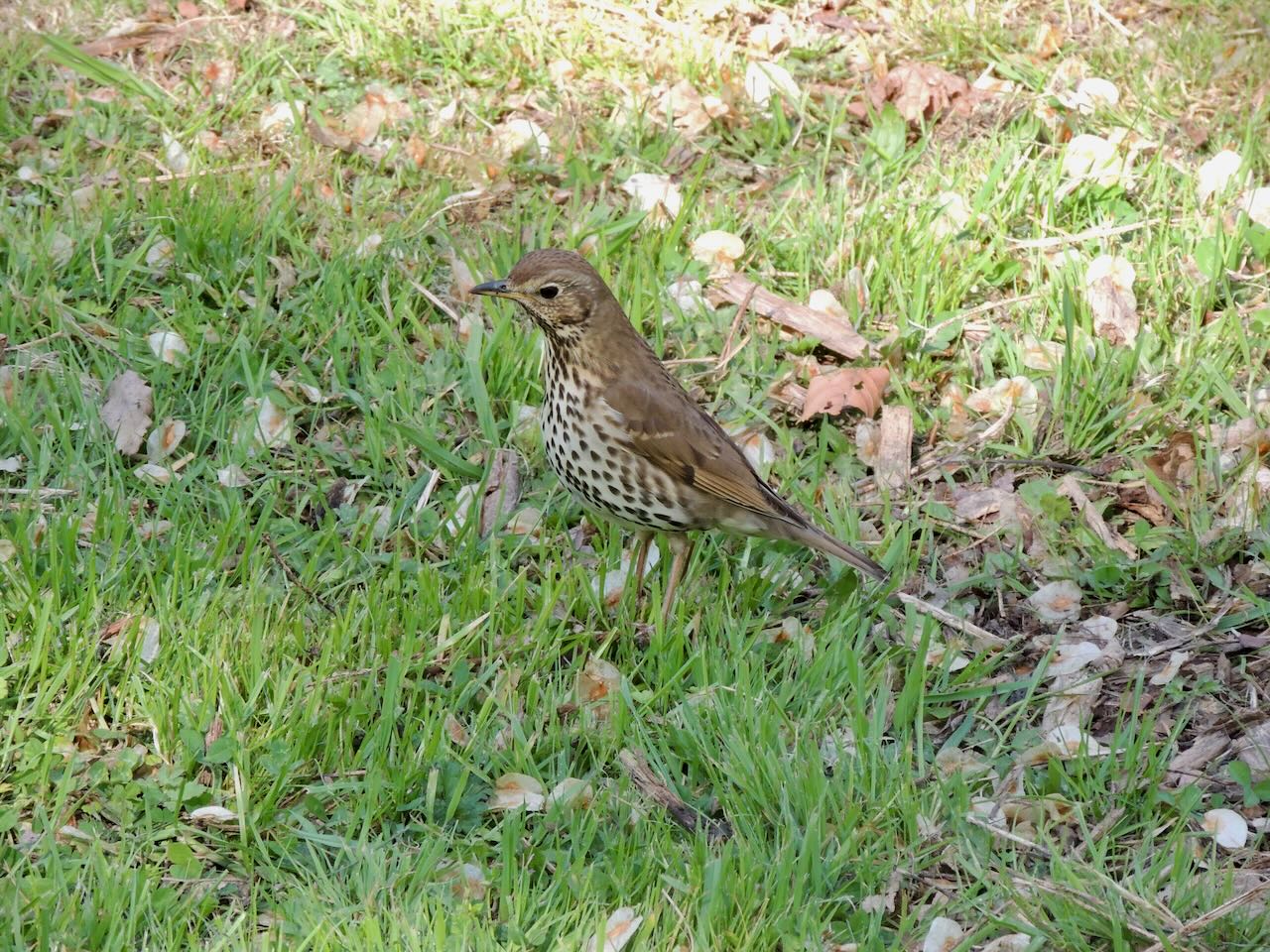 Song Thrush