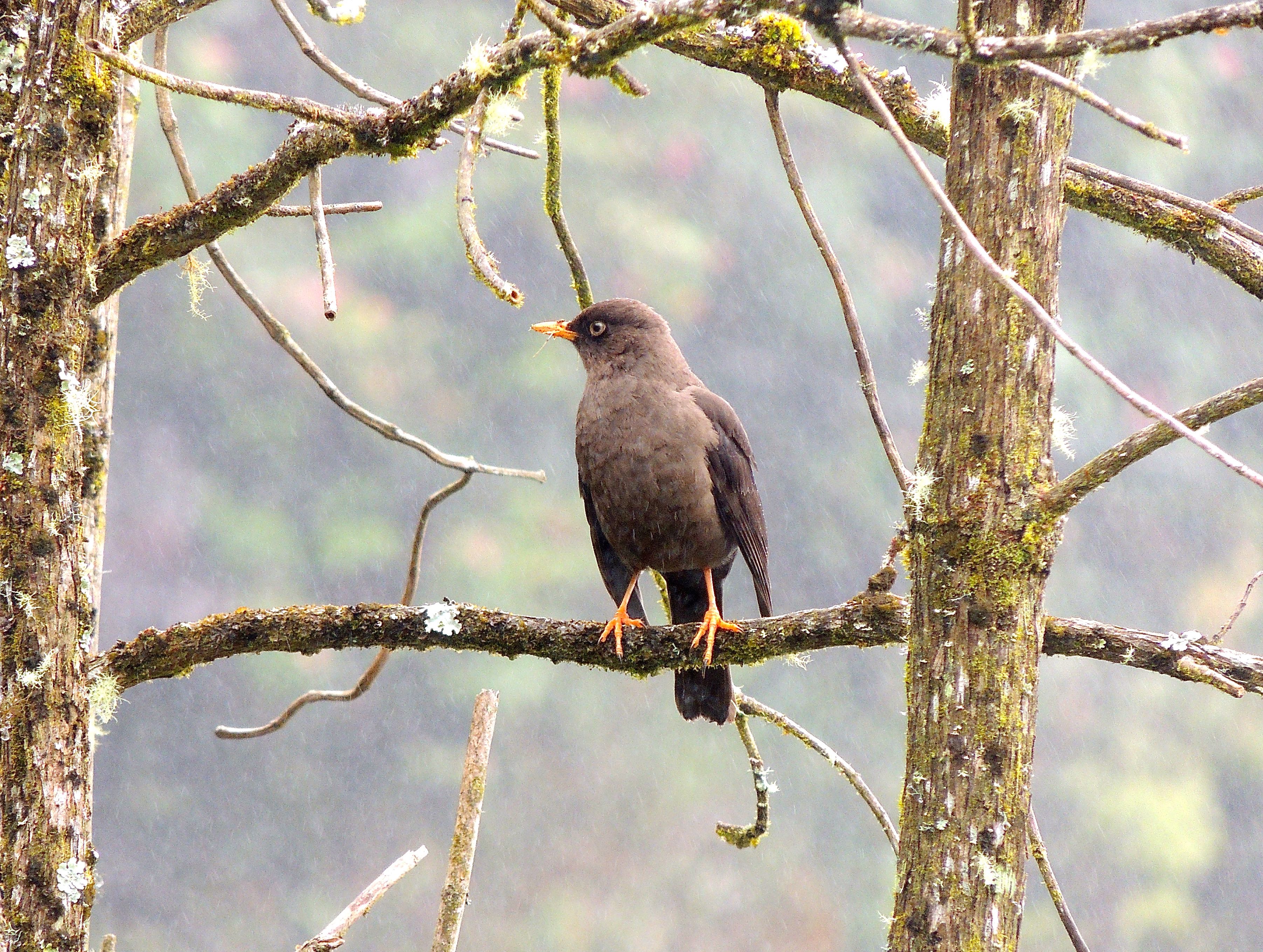 Sooty Thrush