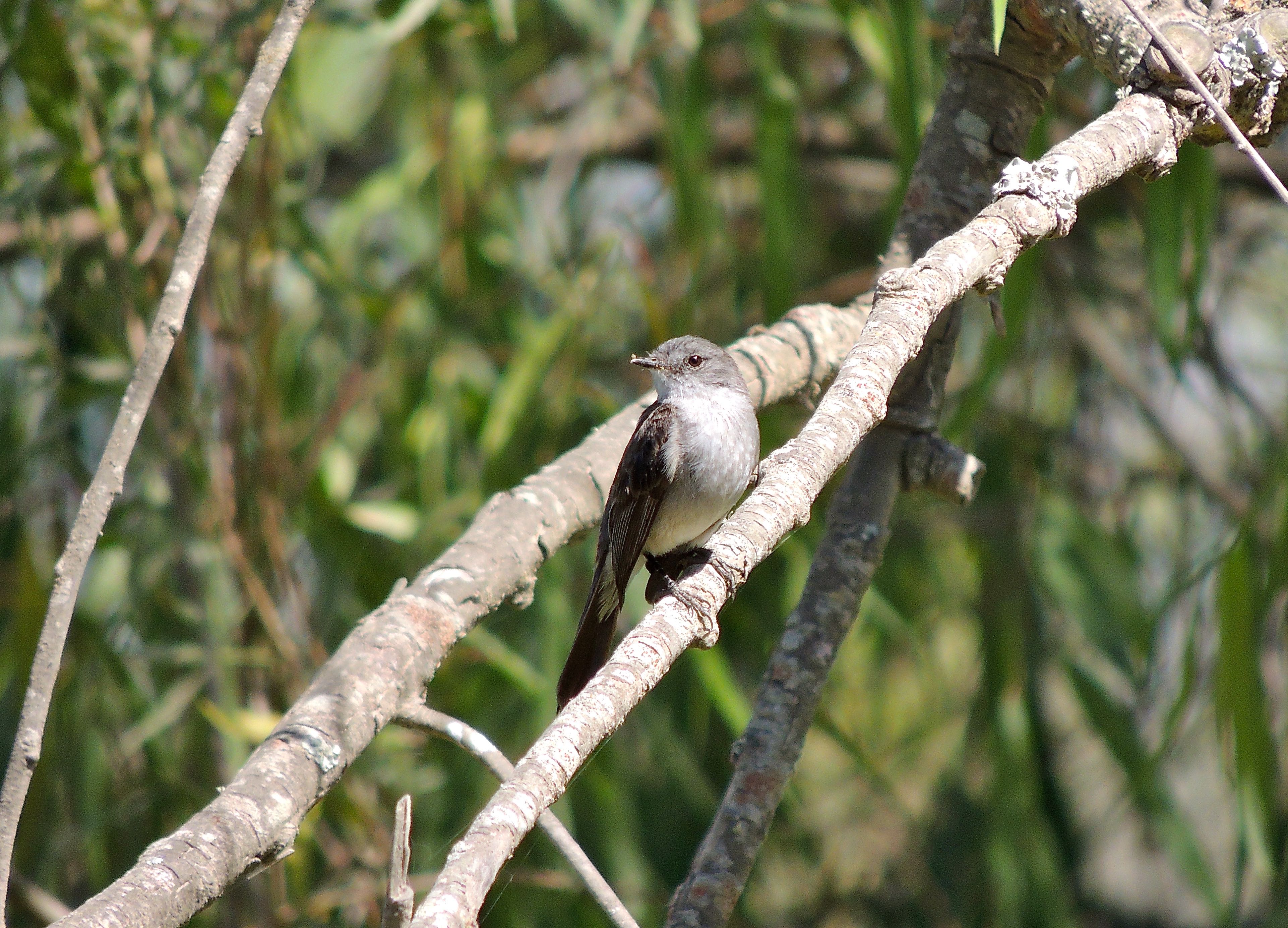 Sooty Tyrannulet