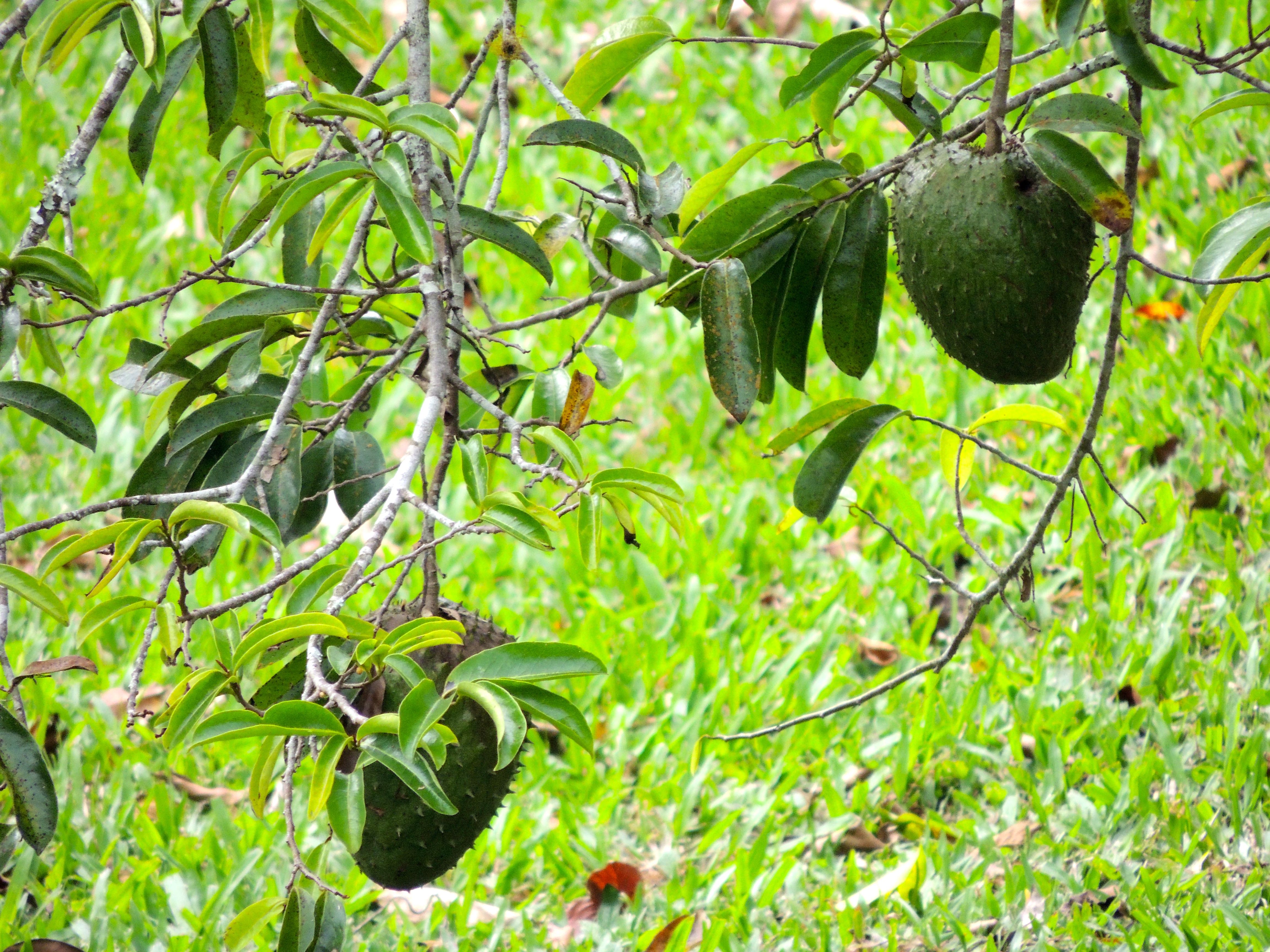 Soursop Tree