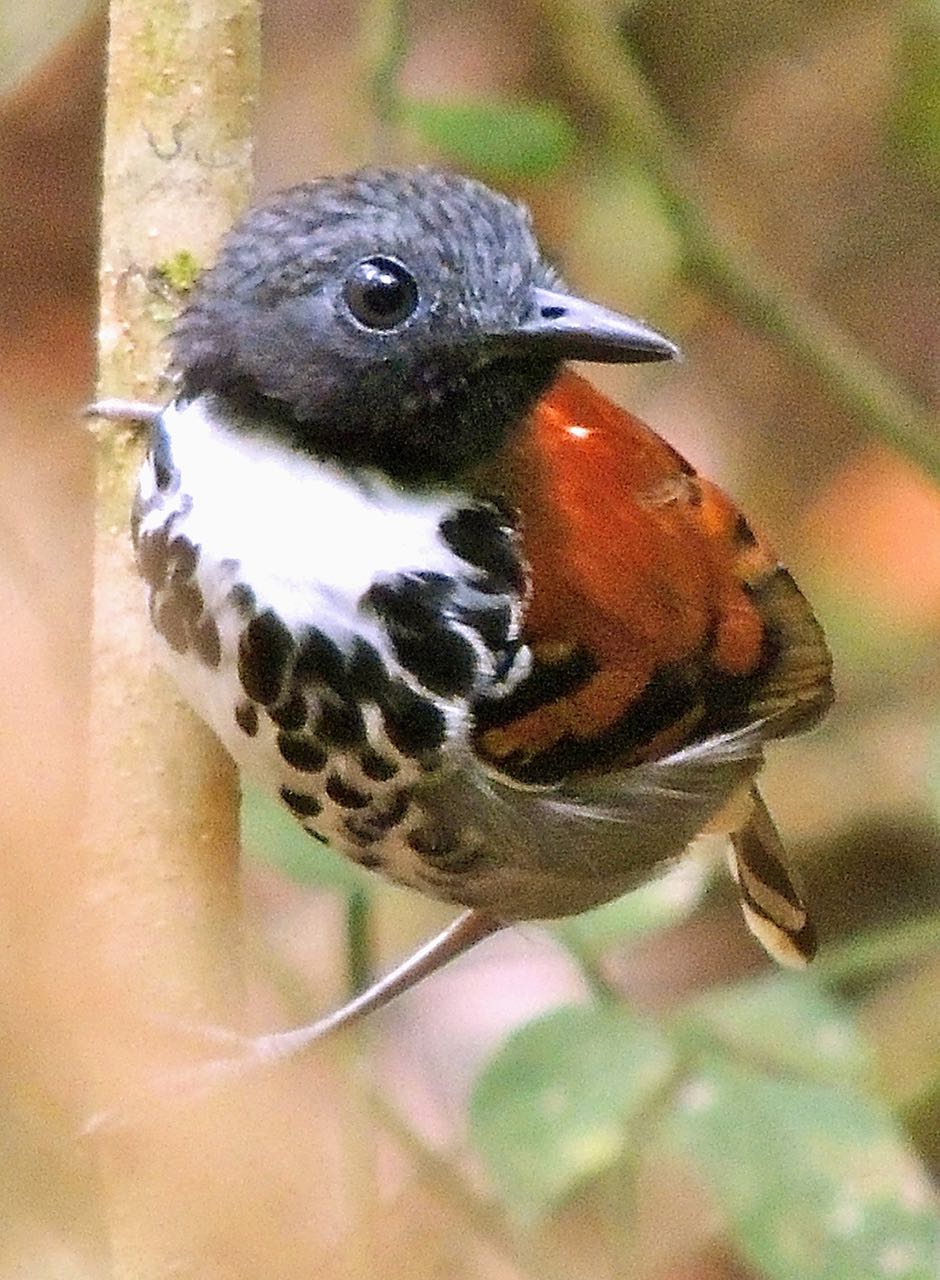 Spotted Antbird