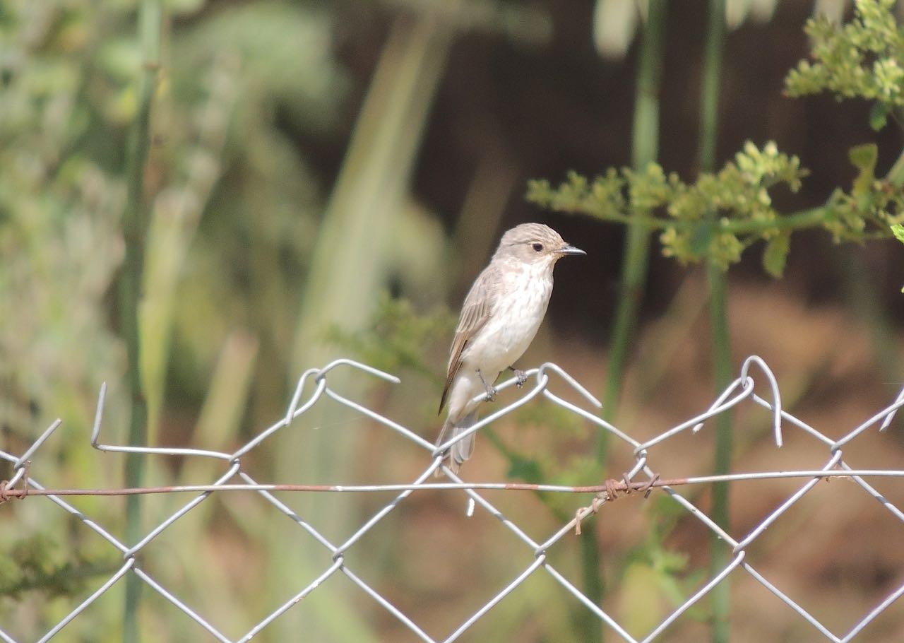 Spotted Flycatcher