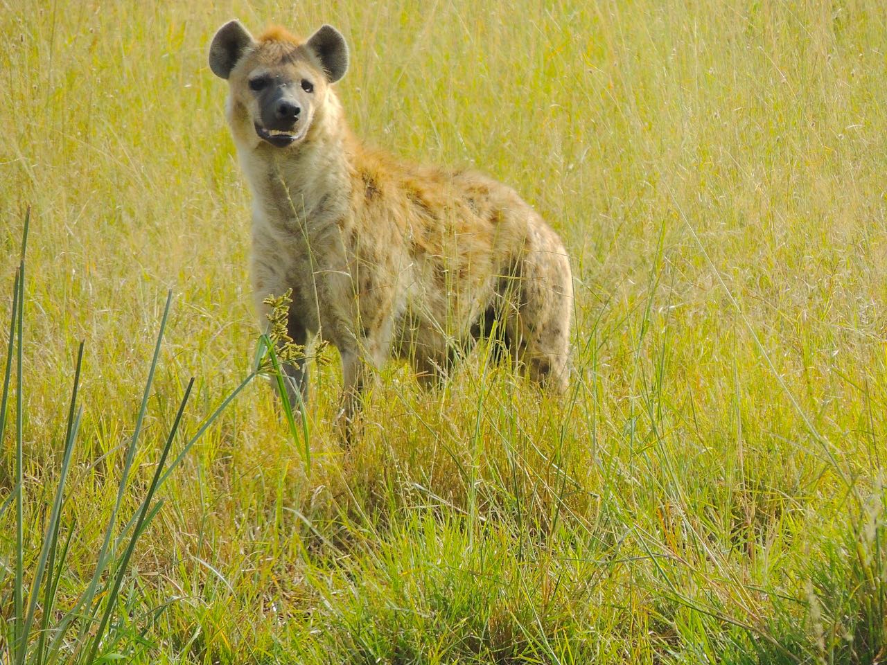 Spotted Hyena