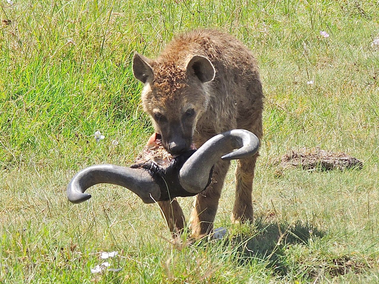 Spotted Hyena