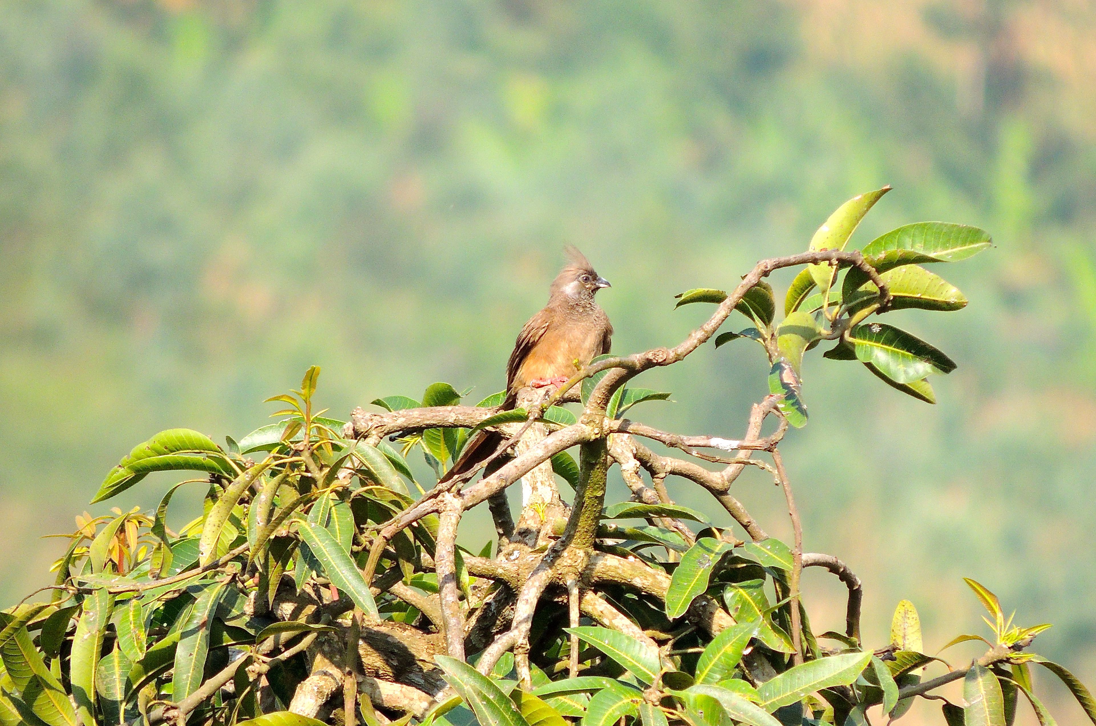 Speckled Mousebird