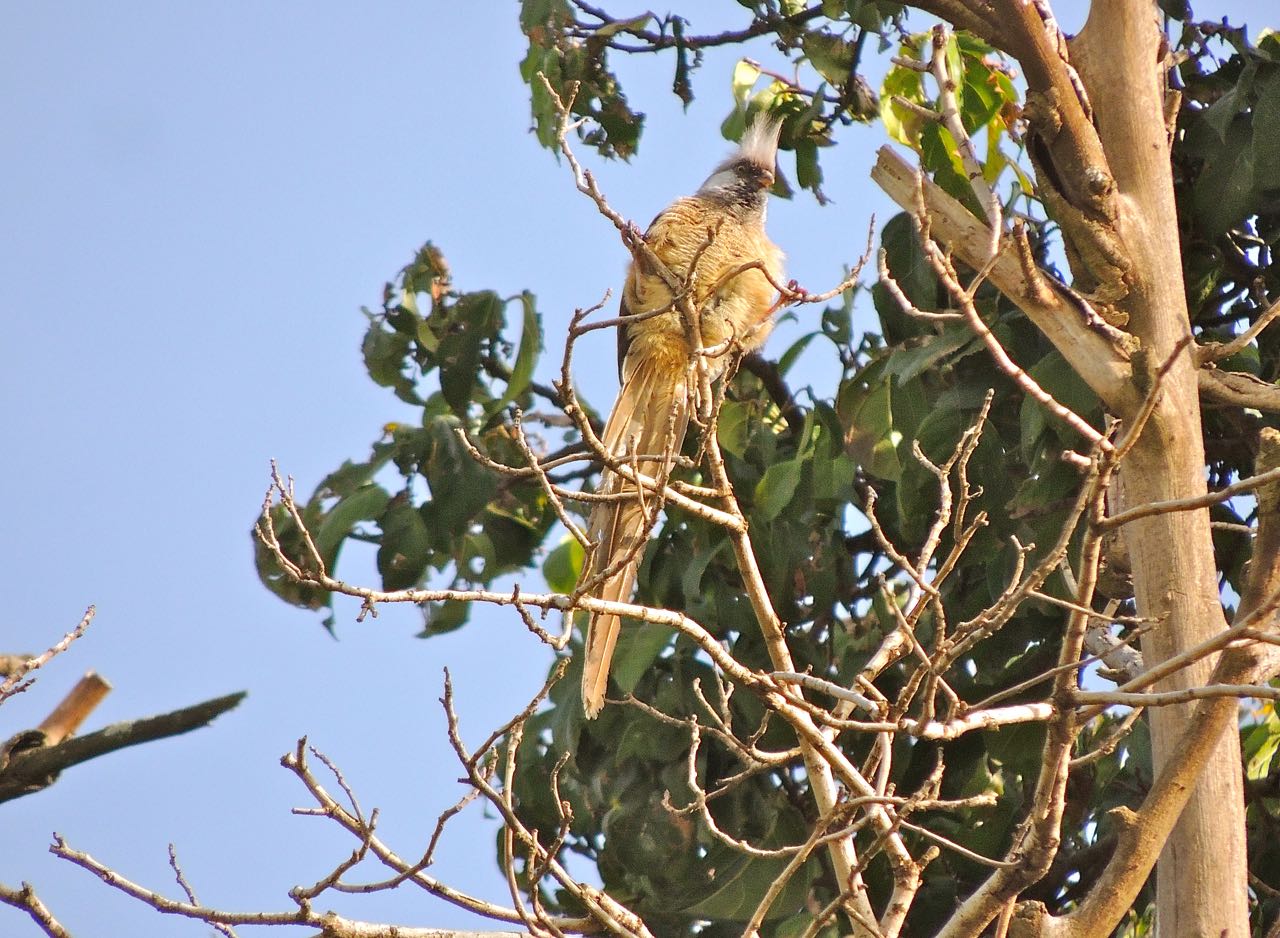 Speckled Mousebird