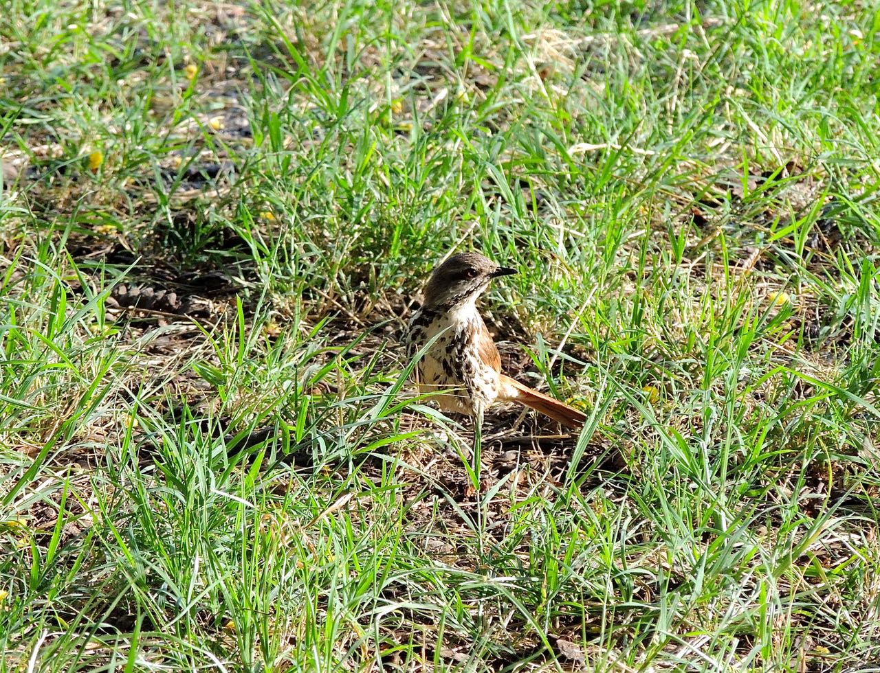 Spotted Morning-Thrush