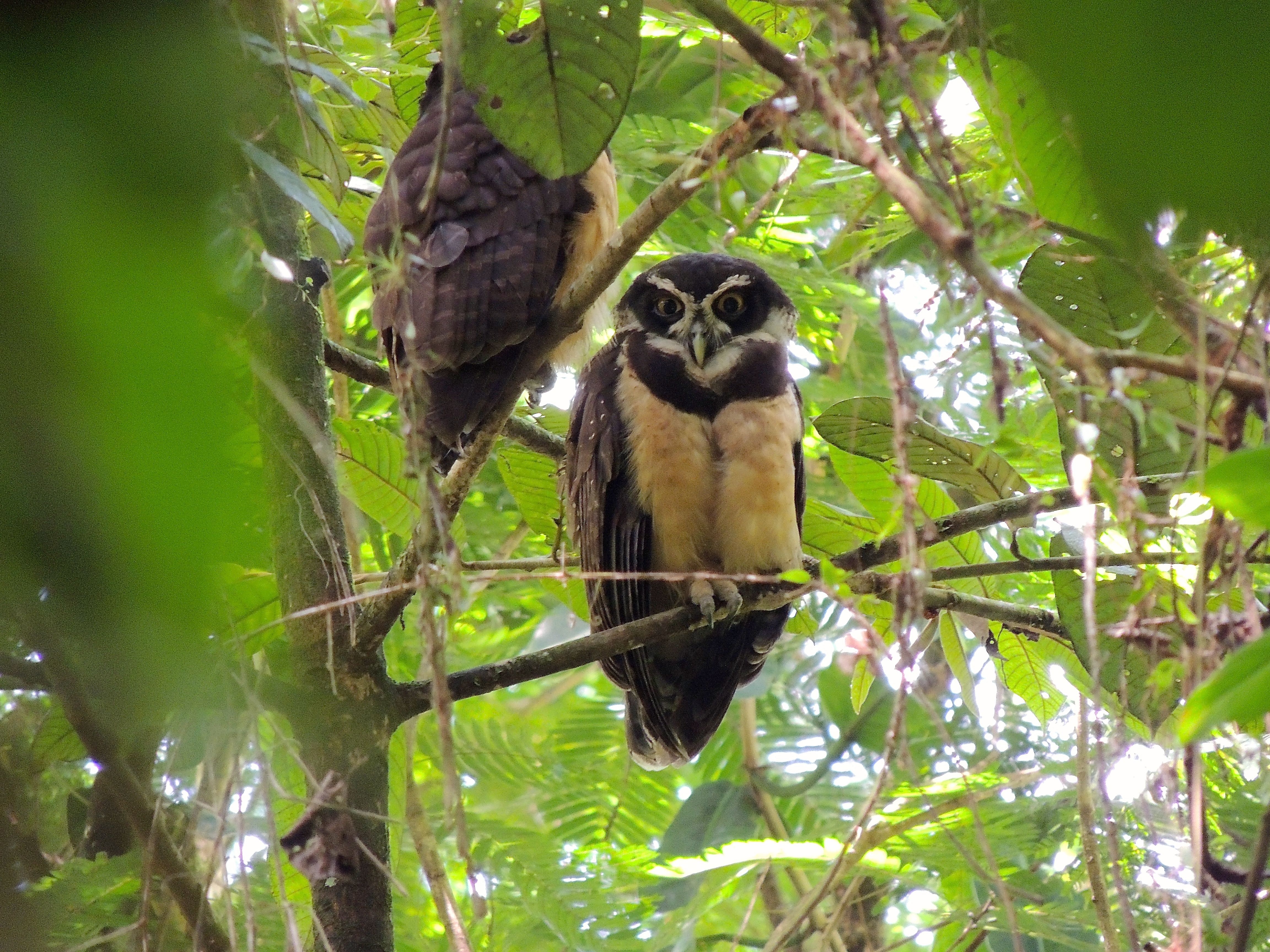 Spectacled Owls