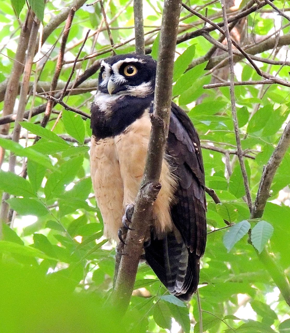 Spectacled Owl