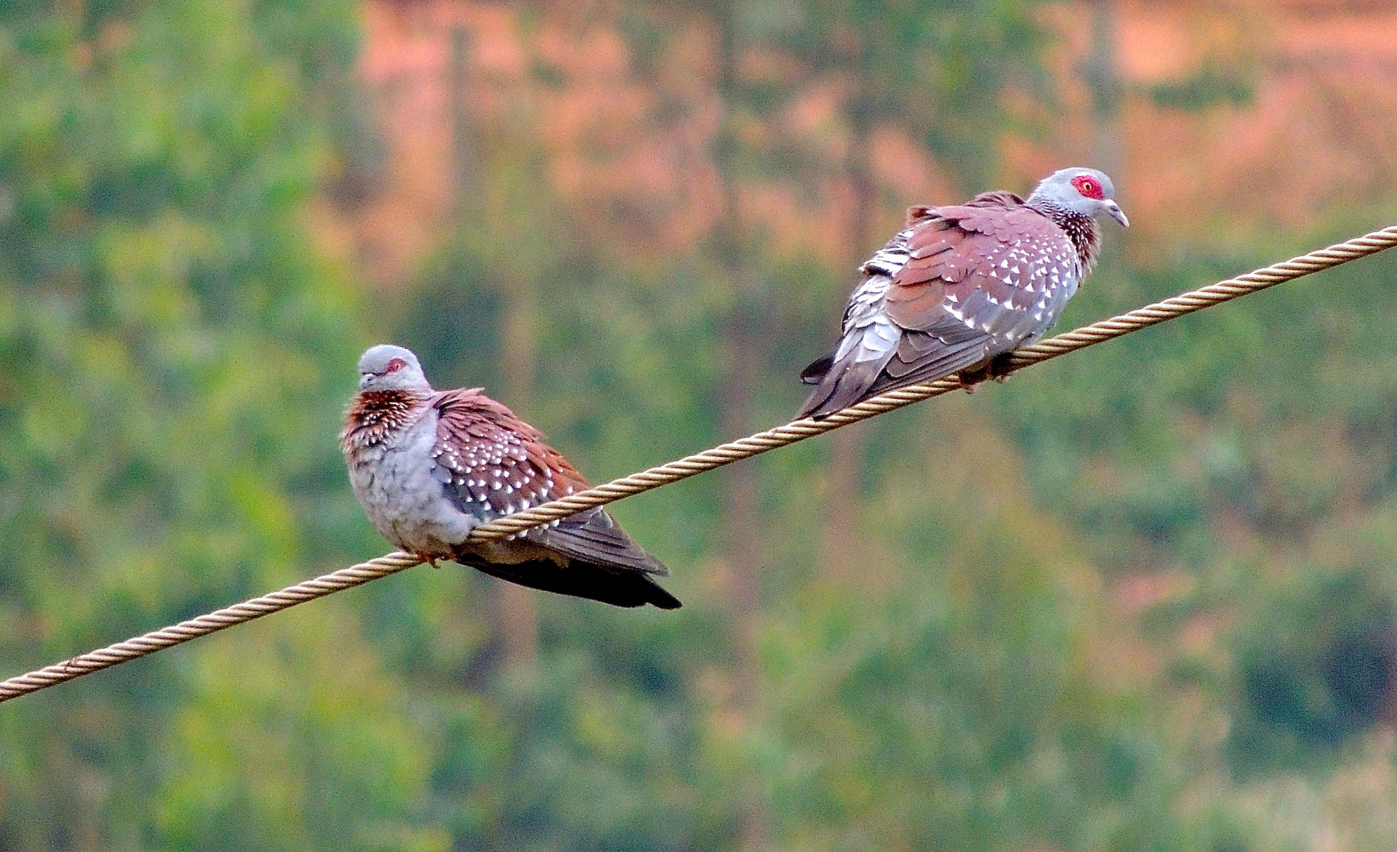 Speckled Pigeons