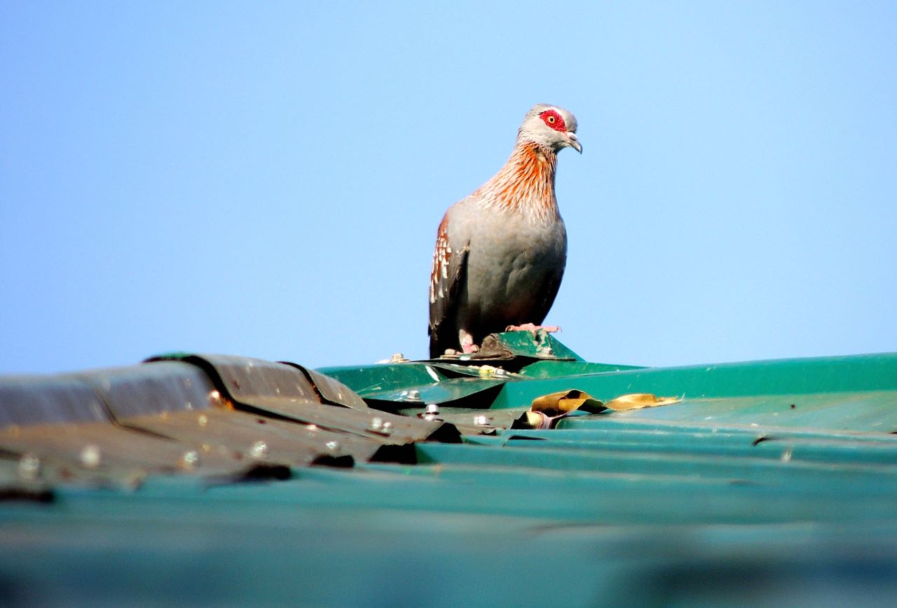 Speckled Pigeon