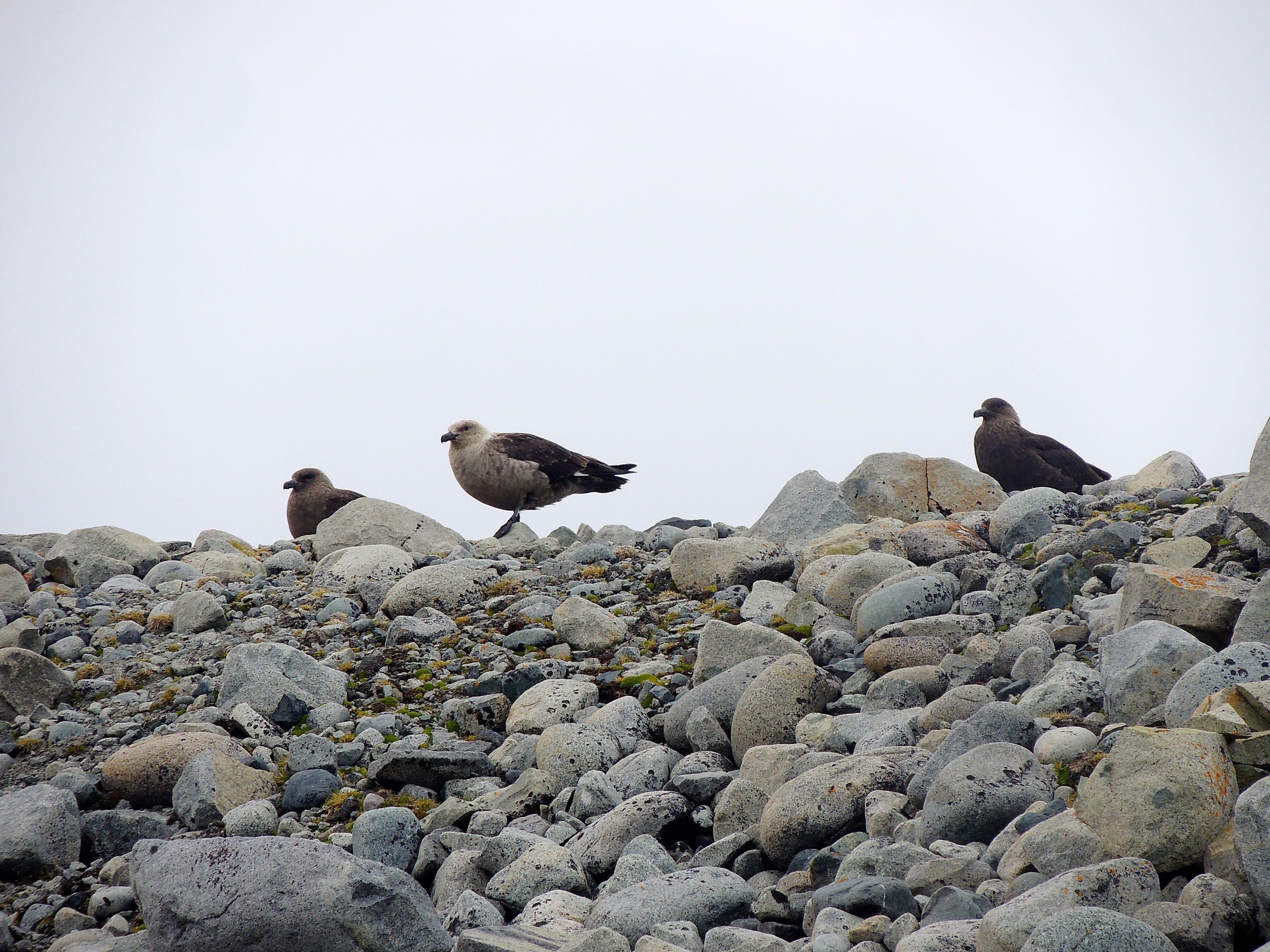 South Polar Skuas