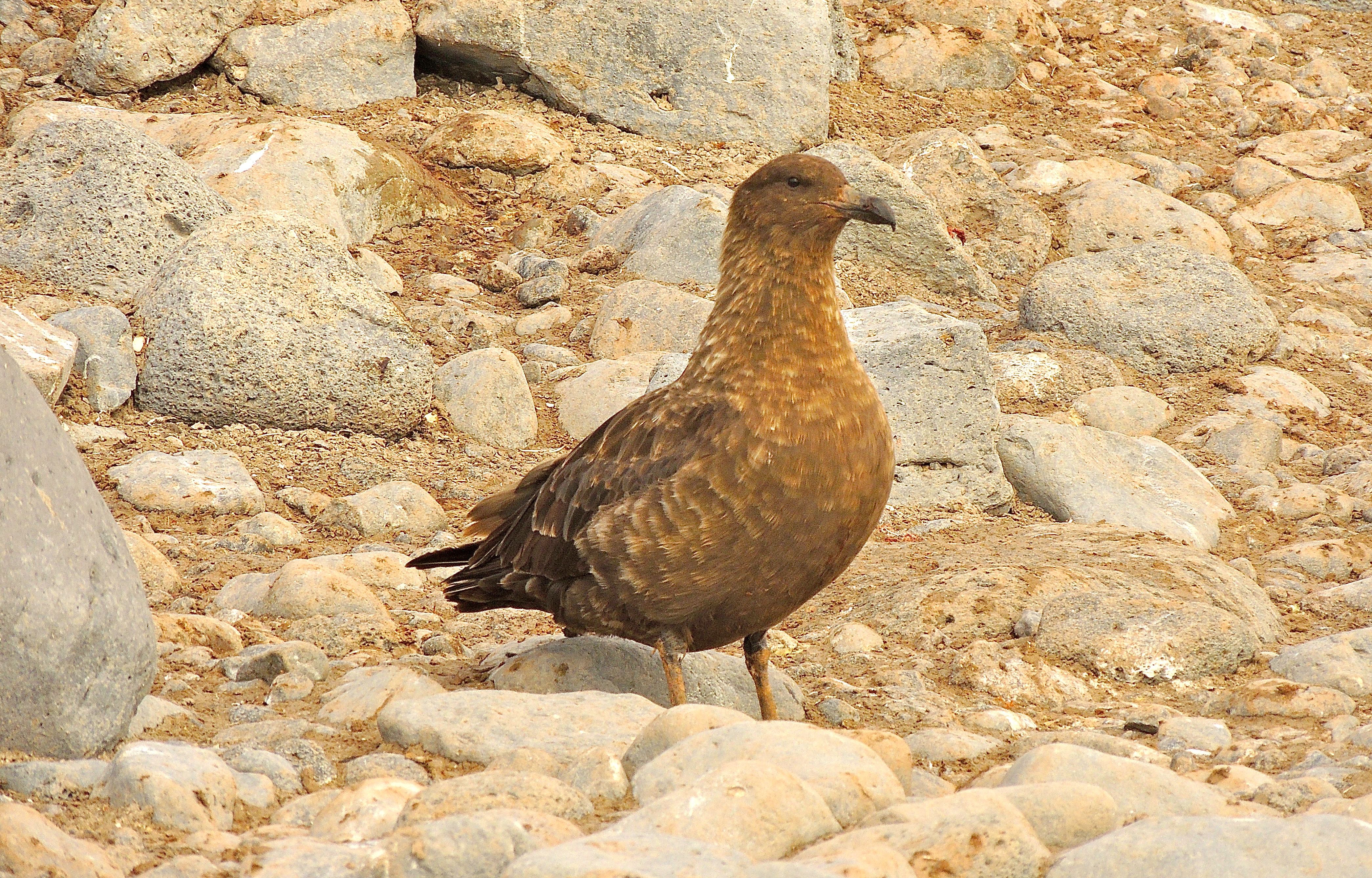 South Polar Skua