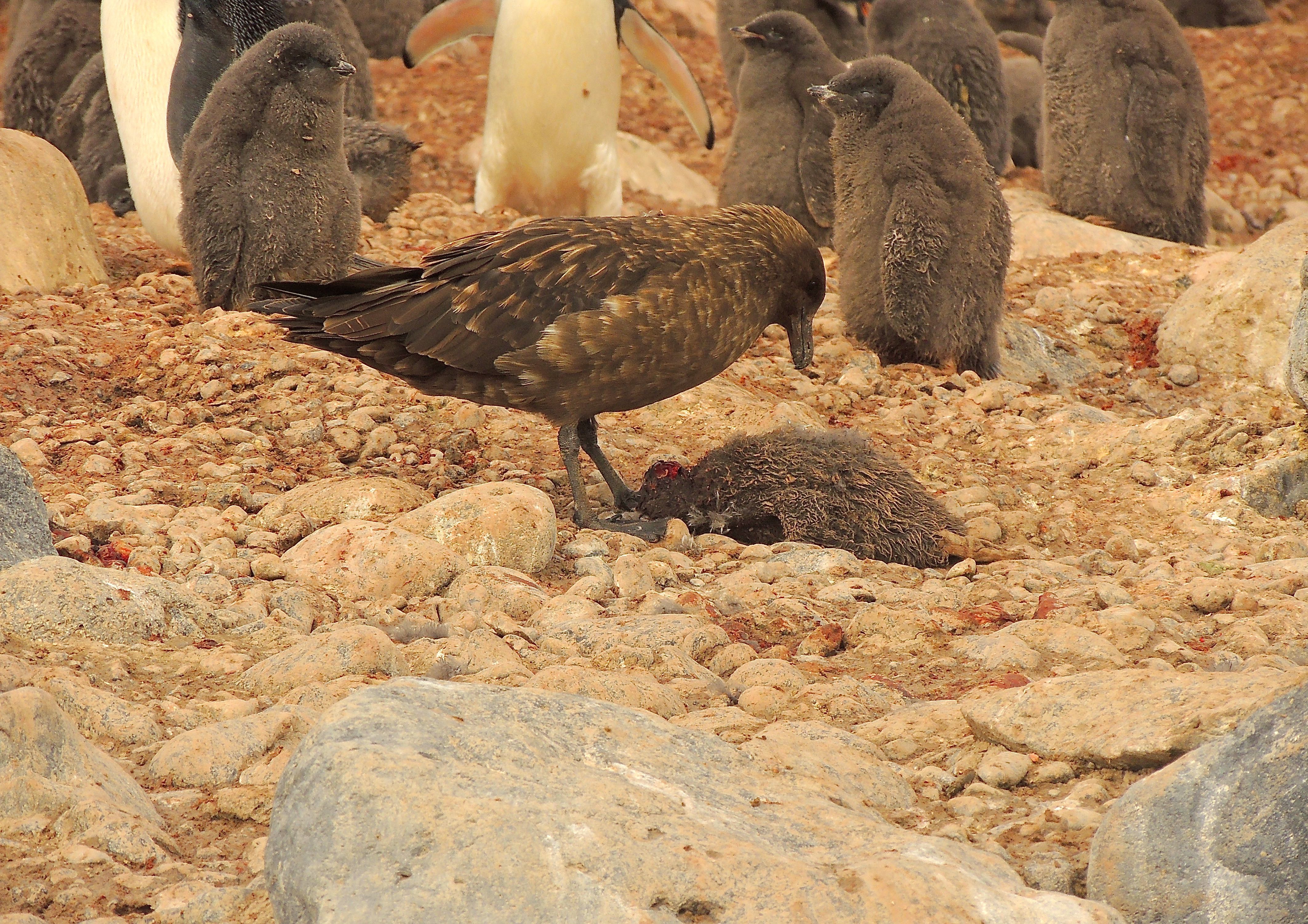 South Polar Skua