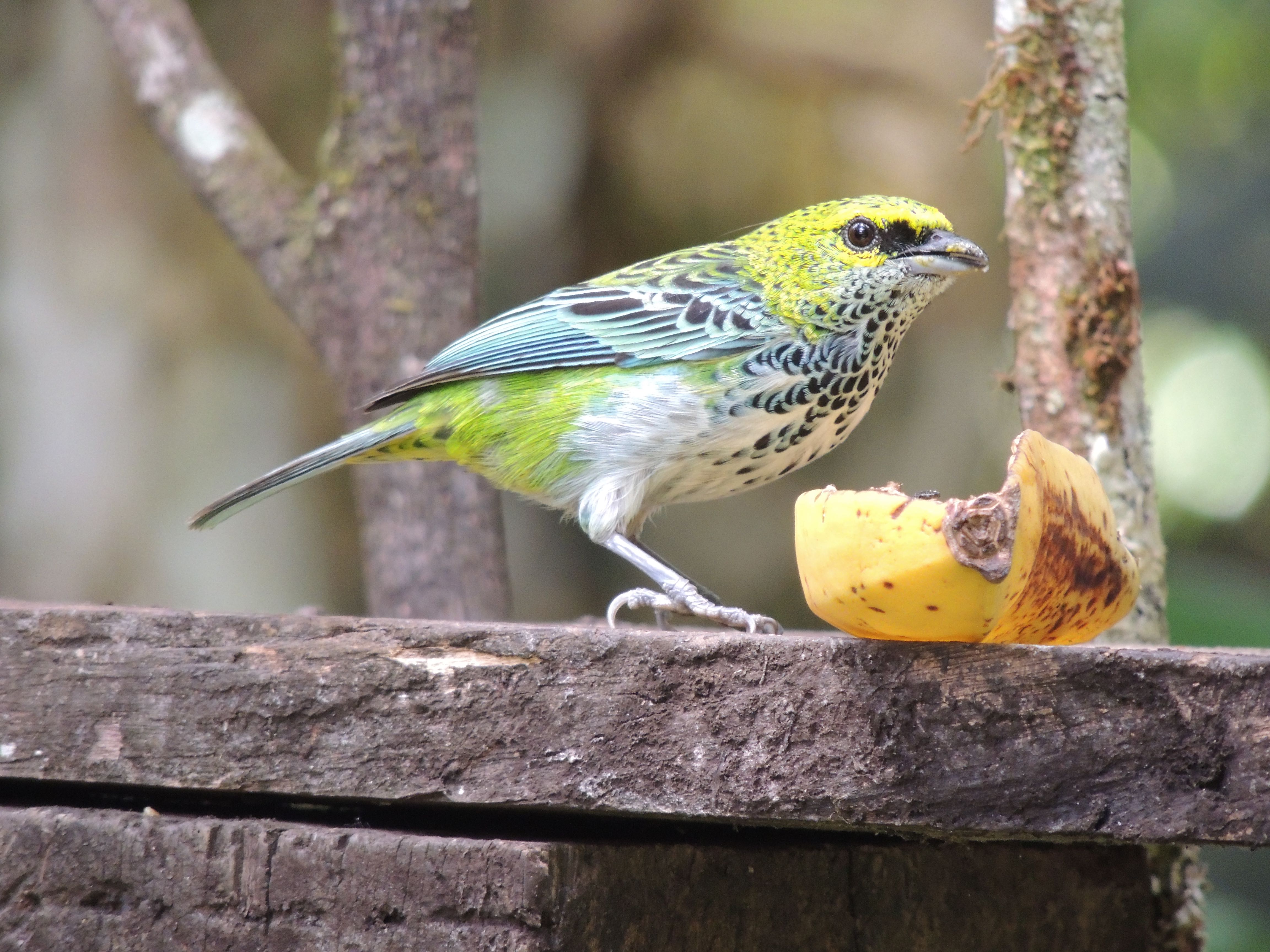 Speckled Tanager