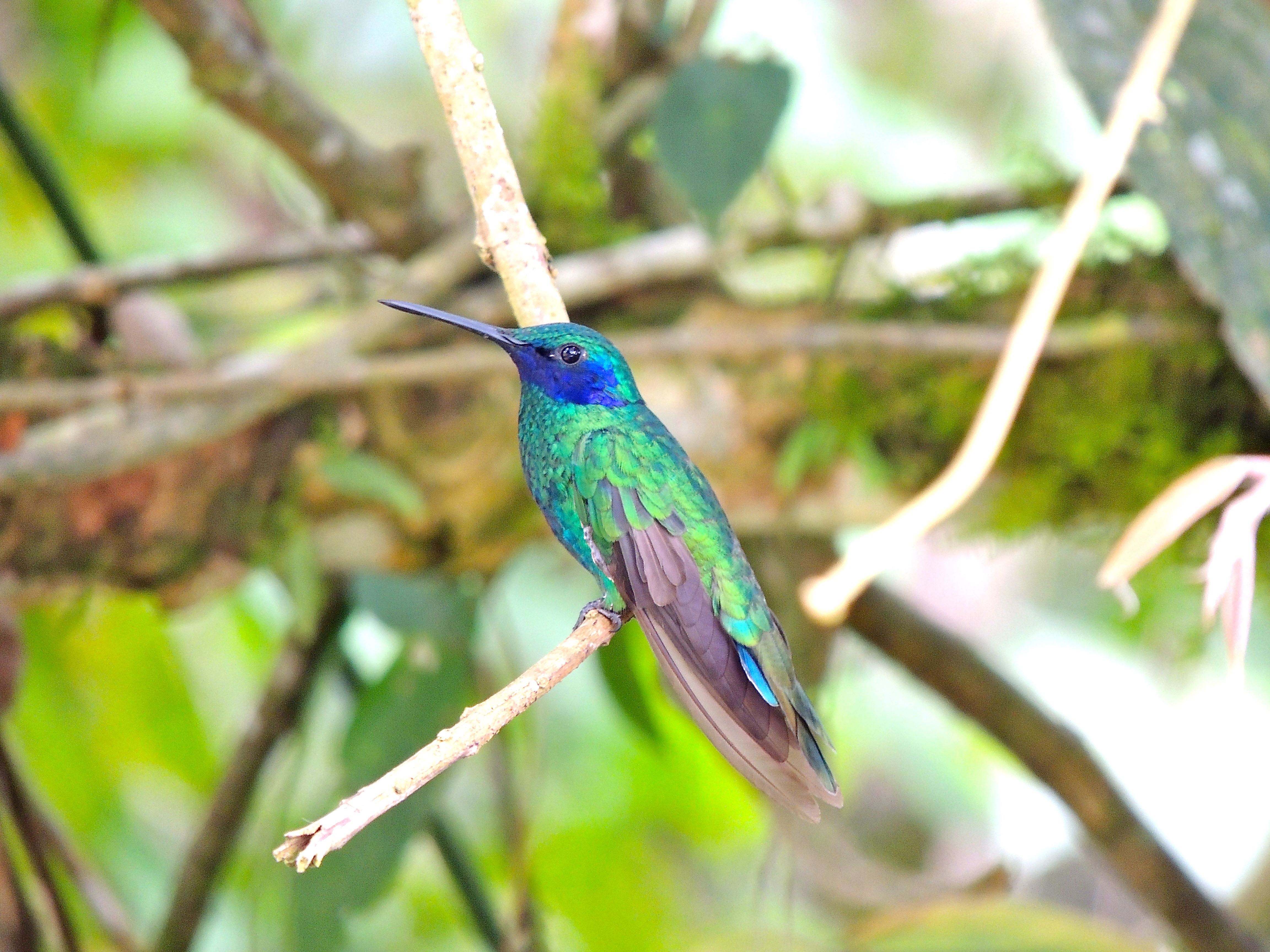 Sparkling Violetear