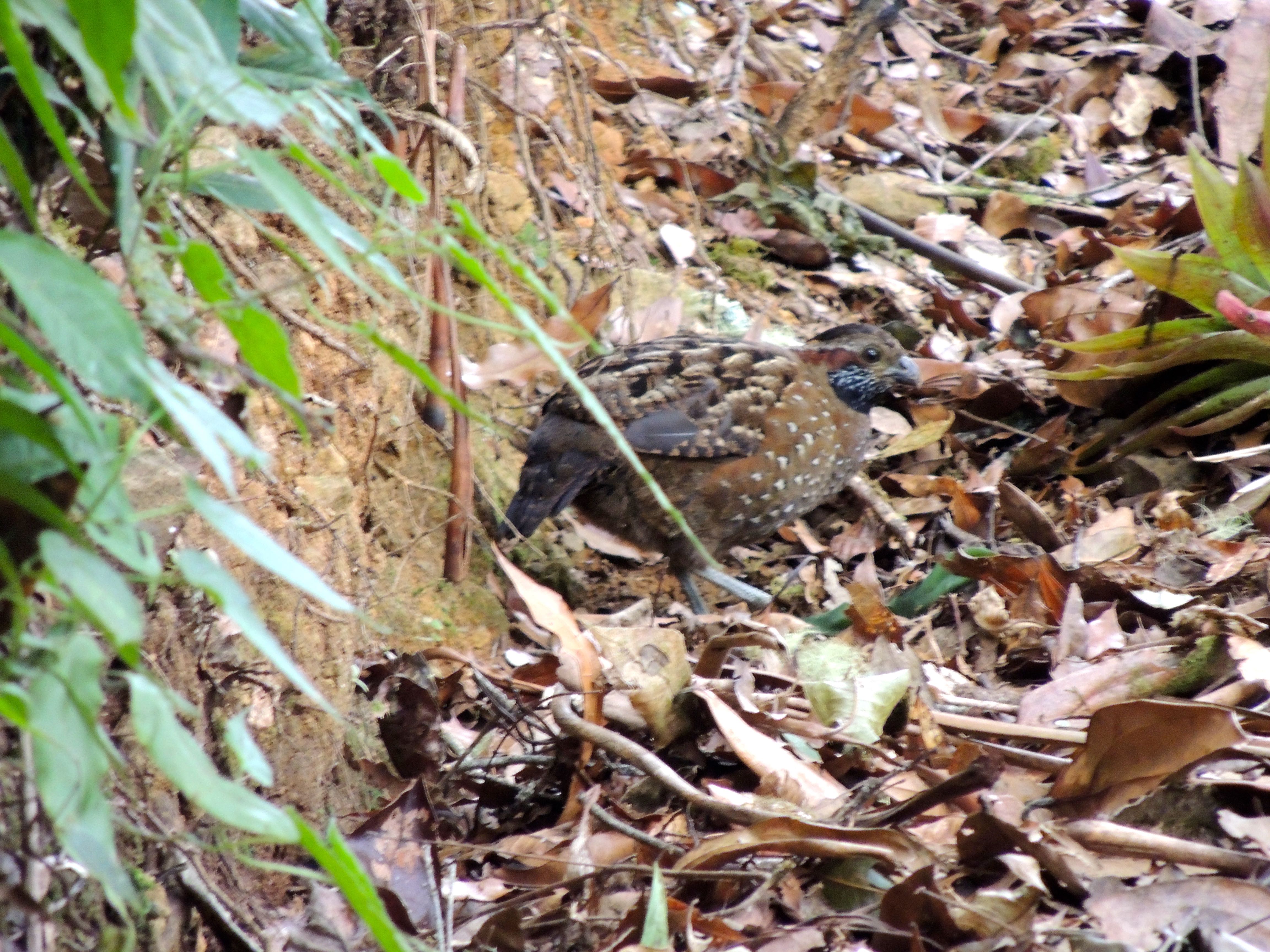 Spotted Wood-Quail