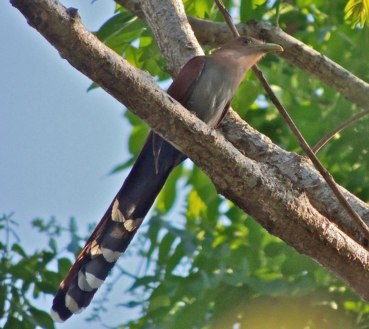 Squirrel Cuckoo