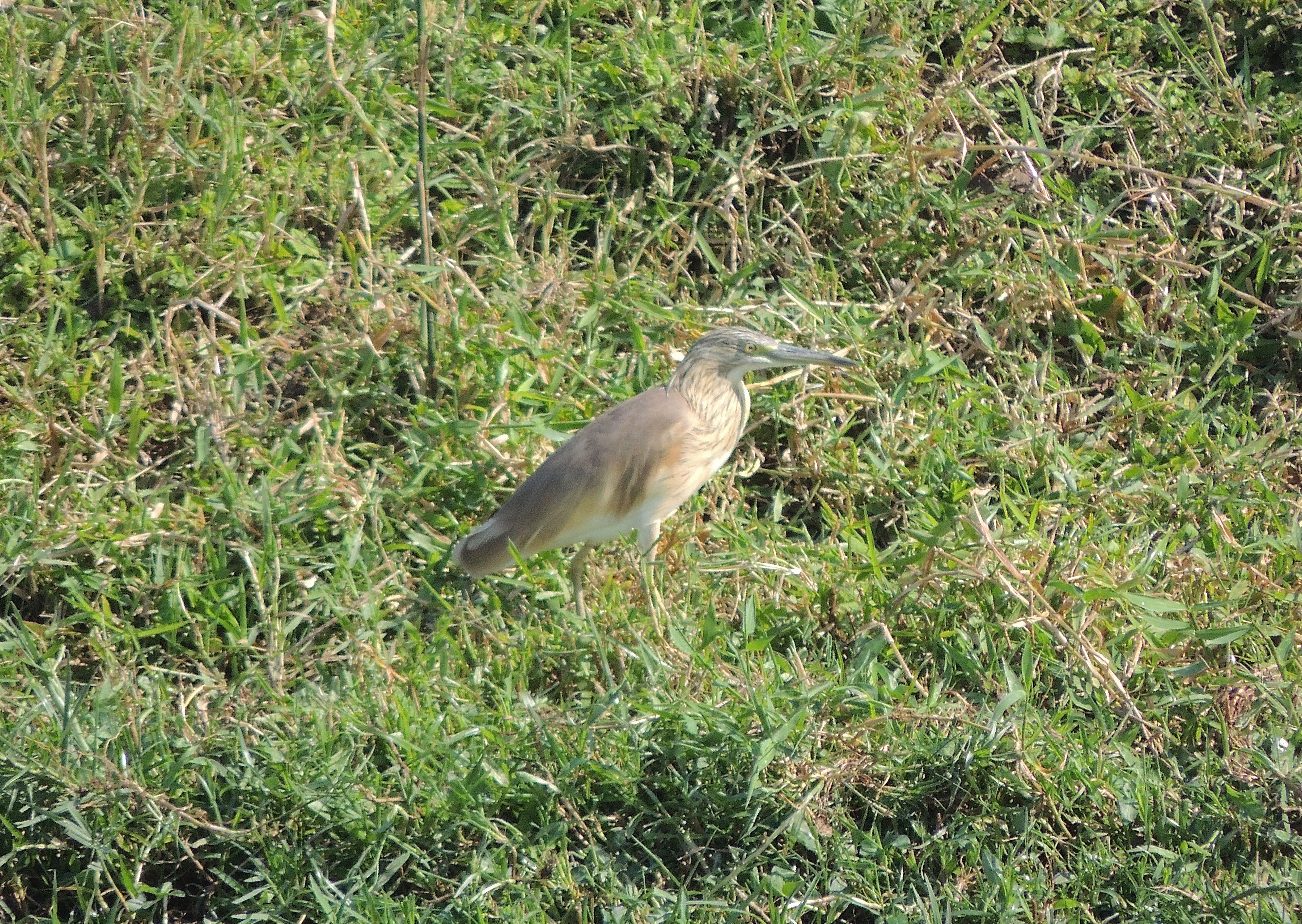 Squacco Heron