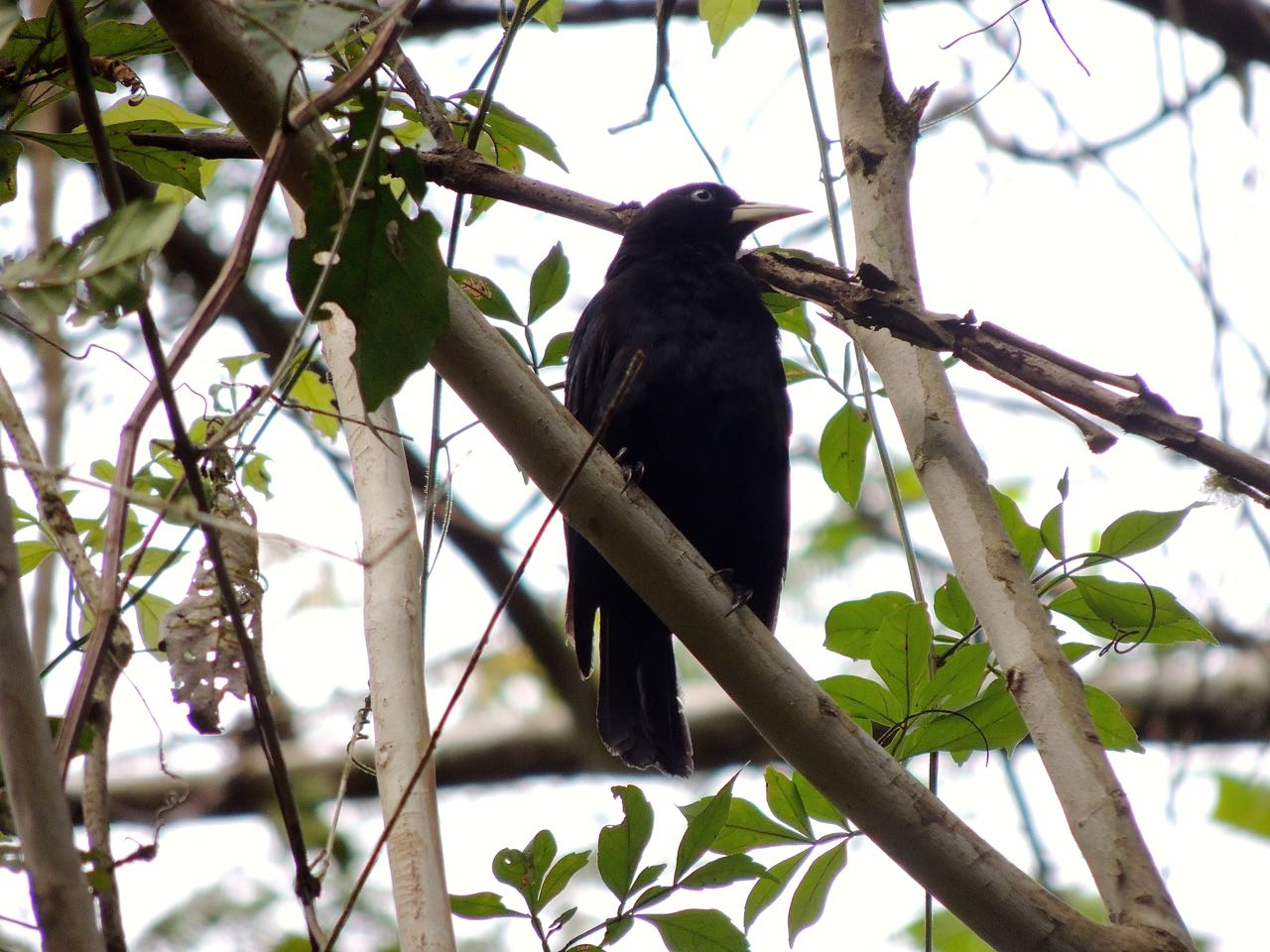 Scarlet-rumped Cacique