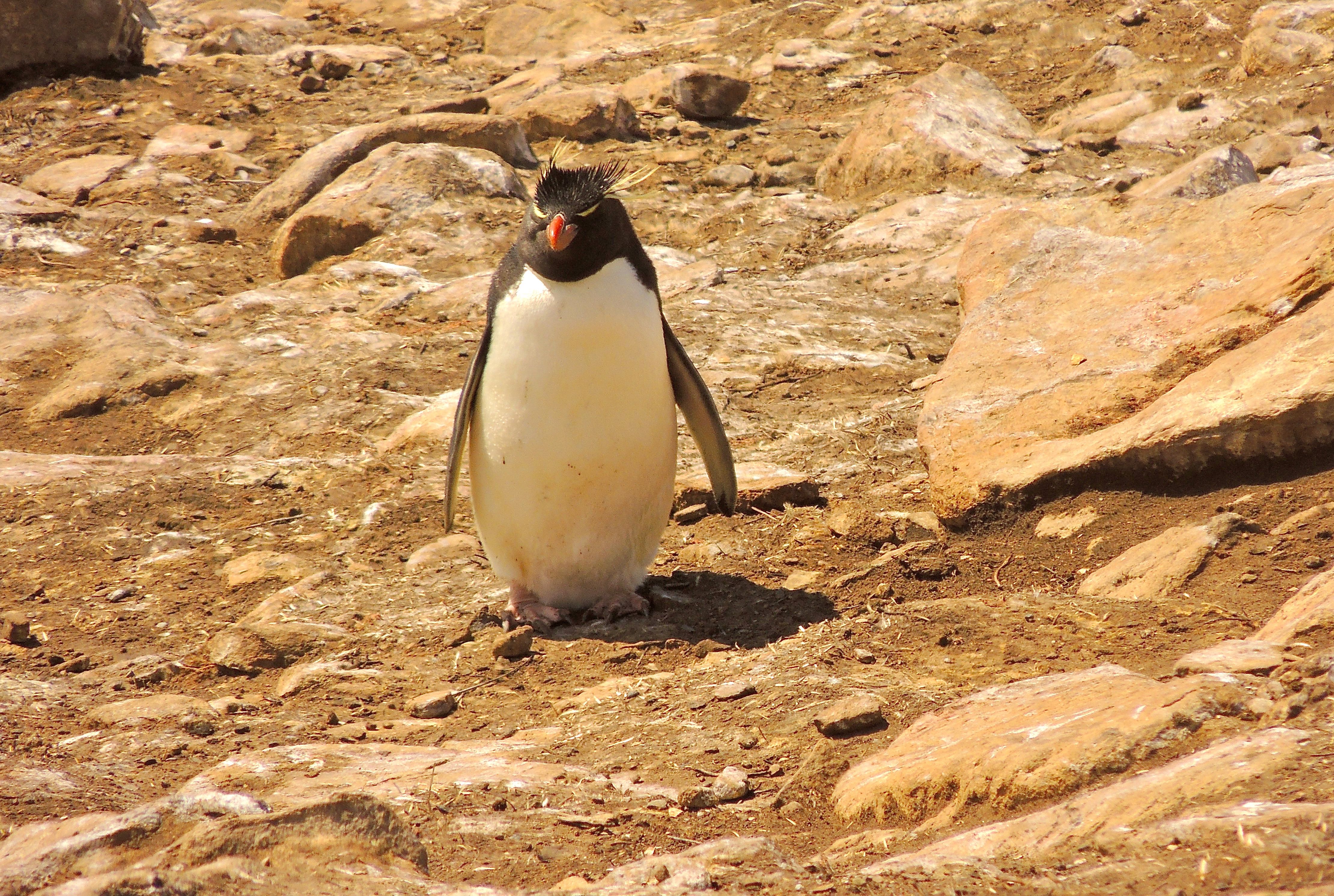 Southern Rockhopper Penguin