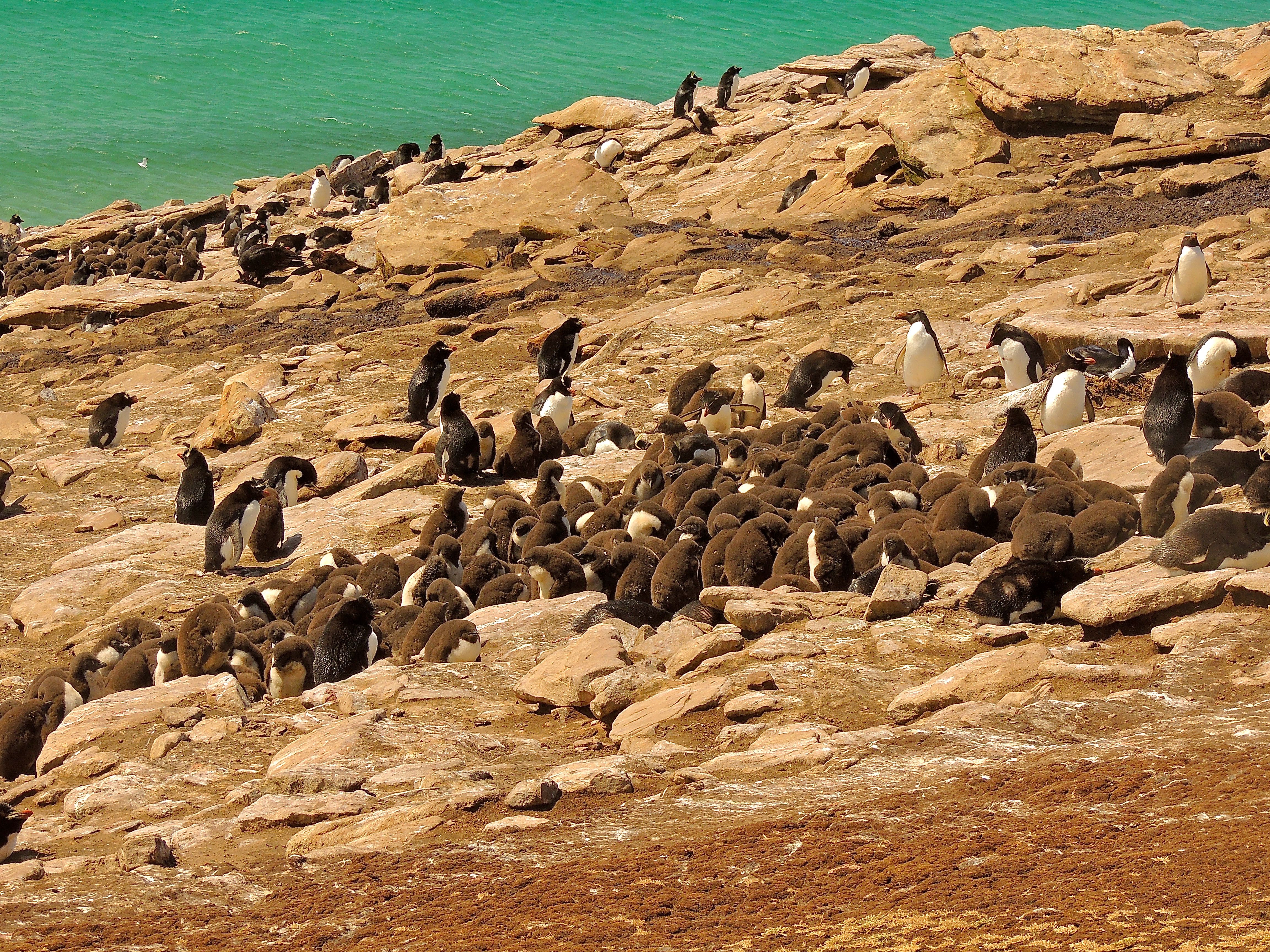 Southern Rockhopper Penguin Colony