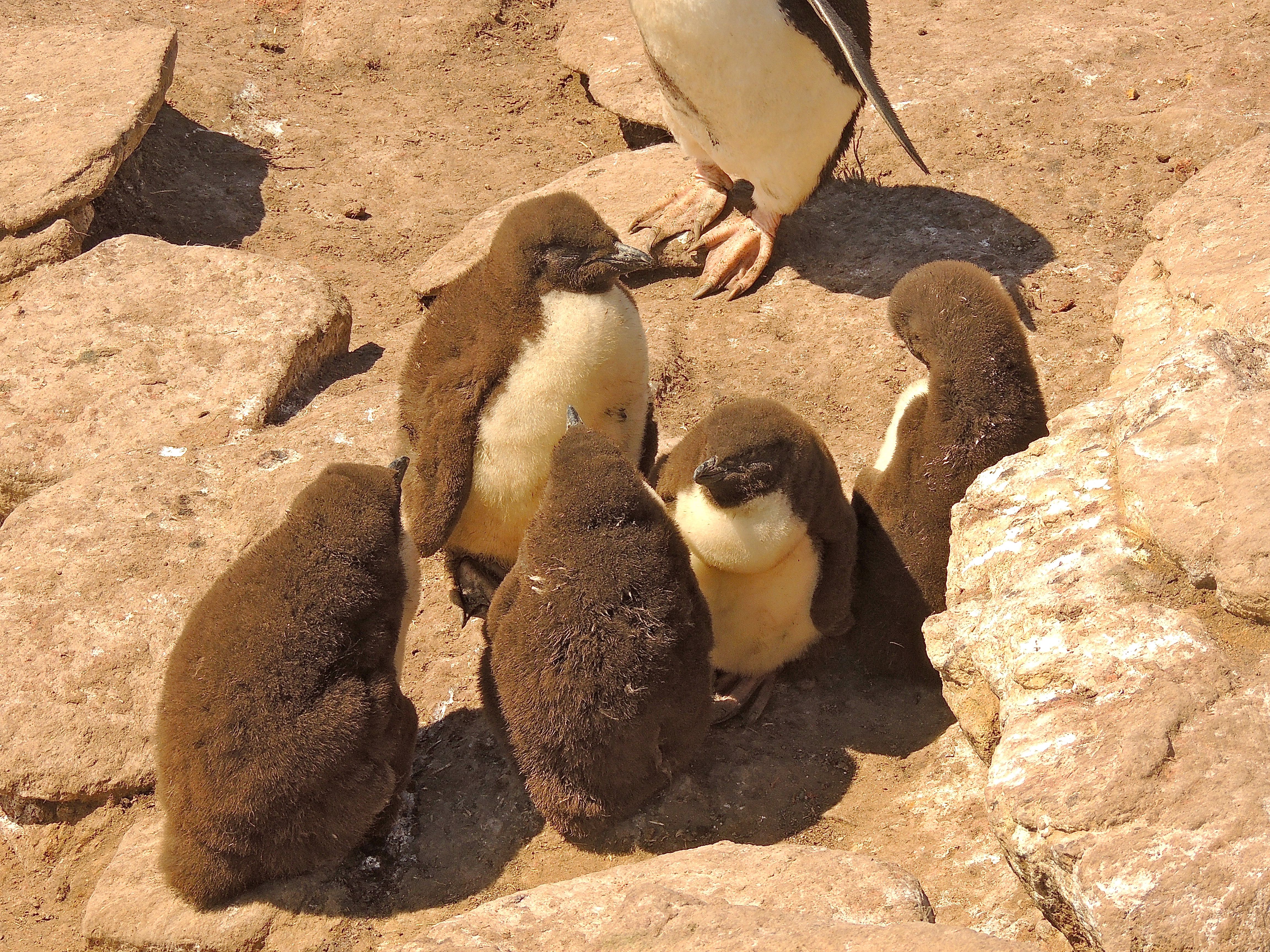 Southern Rockhopper Penguin Creche