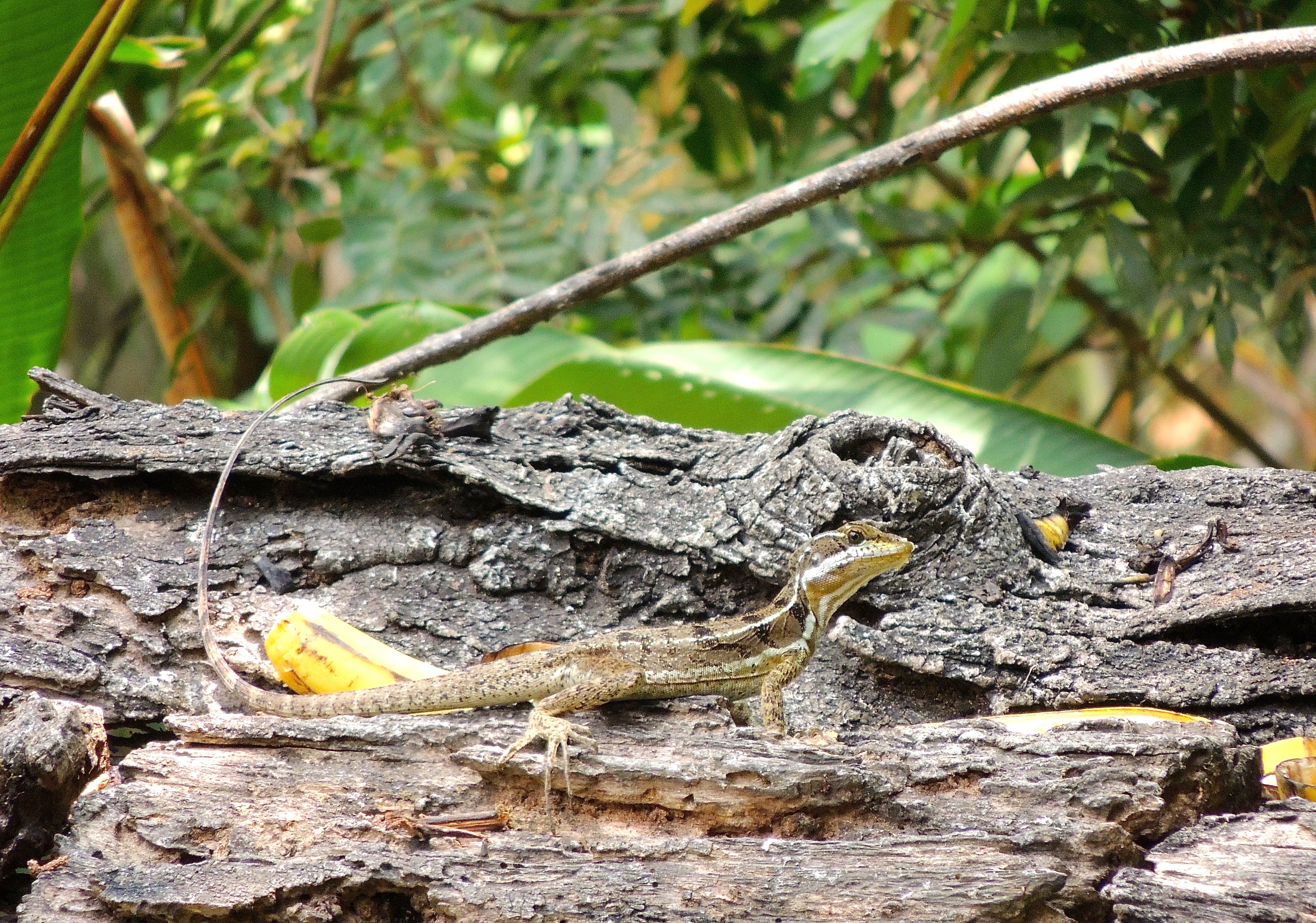 Striped Basilisk