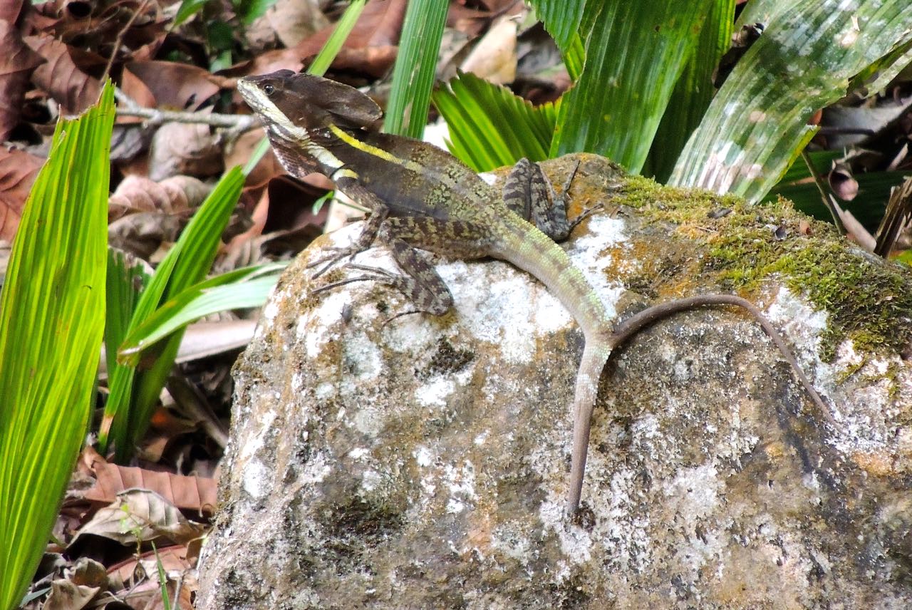 Striped Basilisk