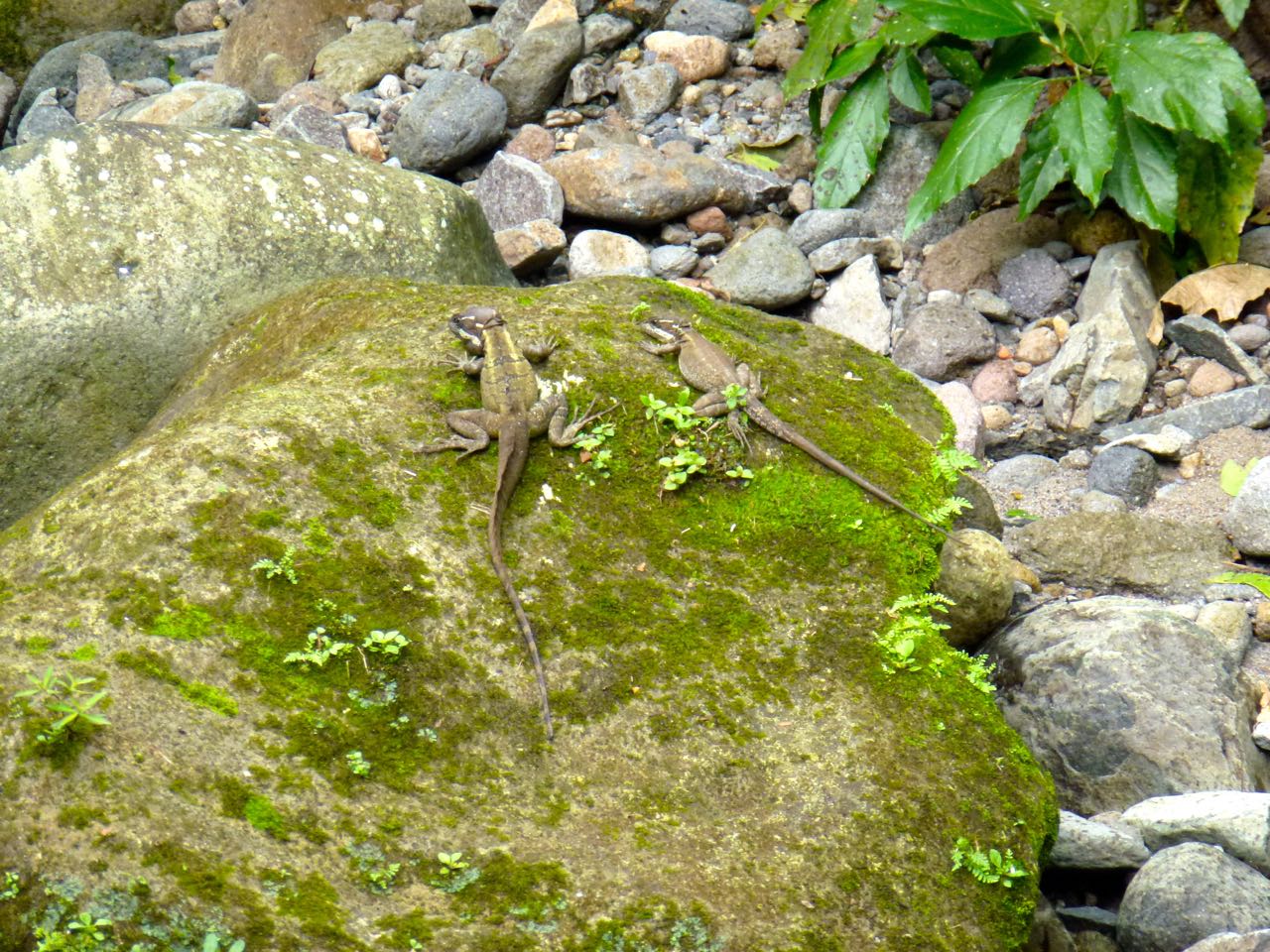 Striped Basilisks