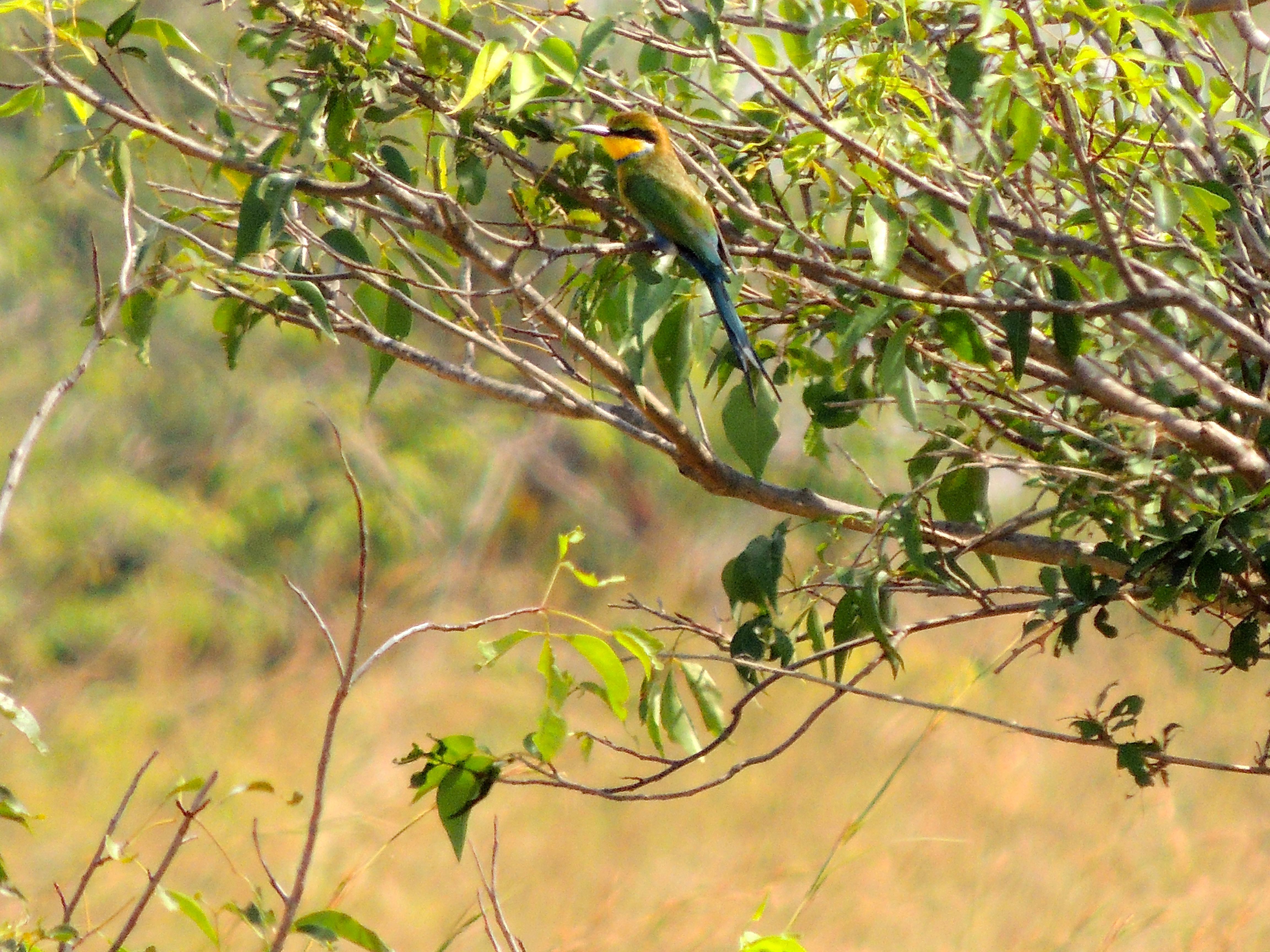 Swallow-tailed Bee-eater